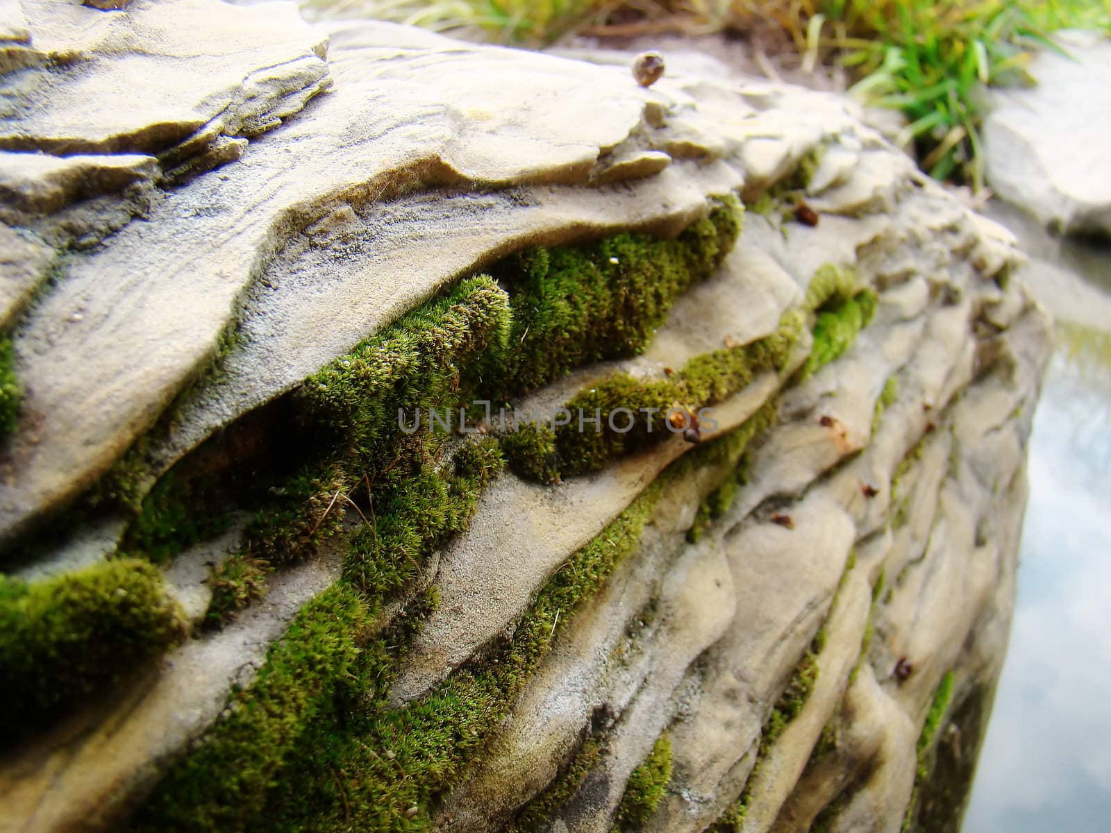 moss growing on the side of sandstone