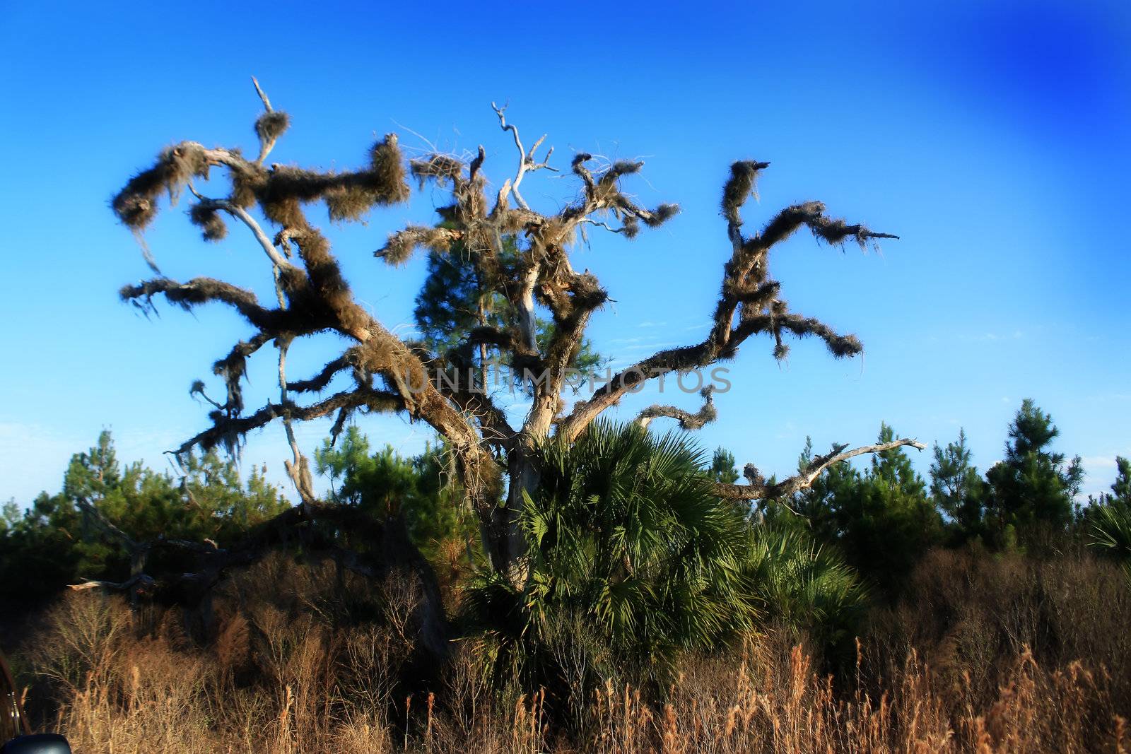 a dead tree stands alone in Ocala National Forest in Florida