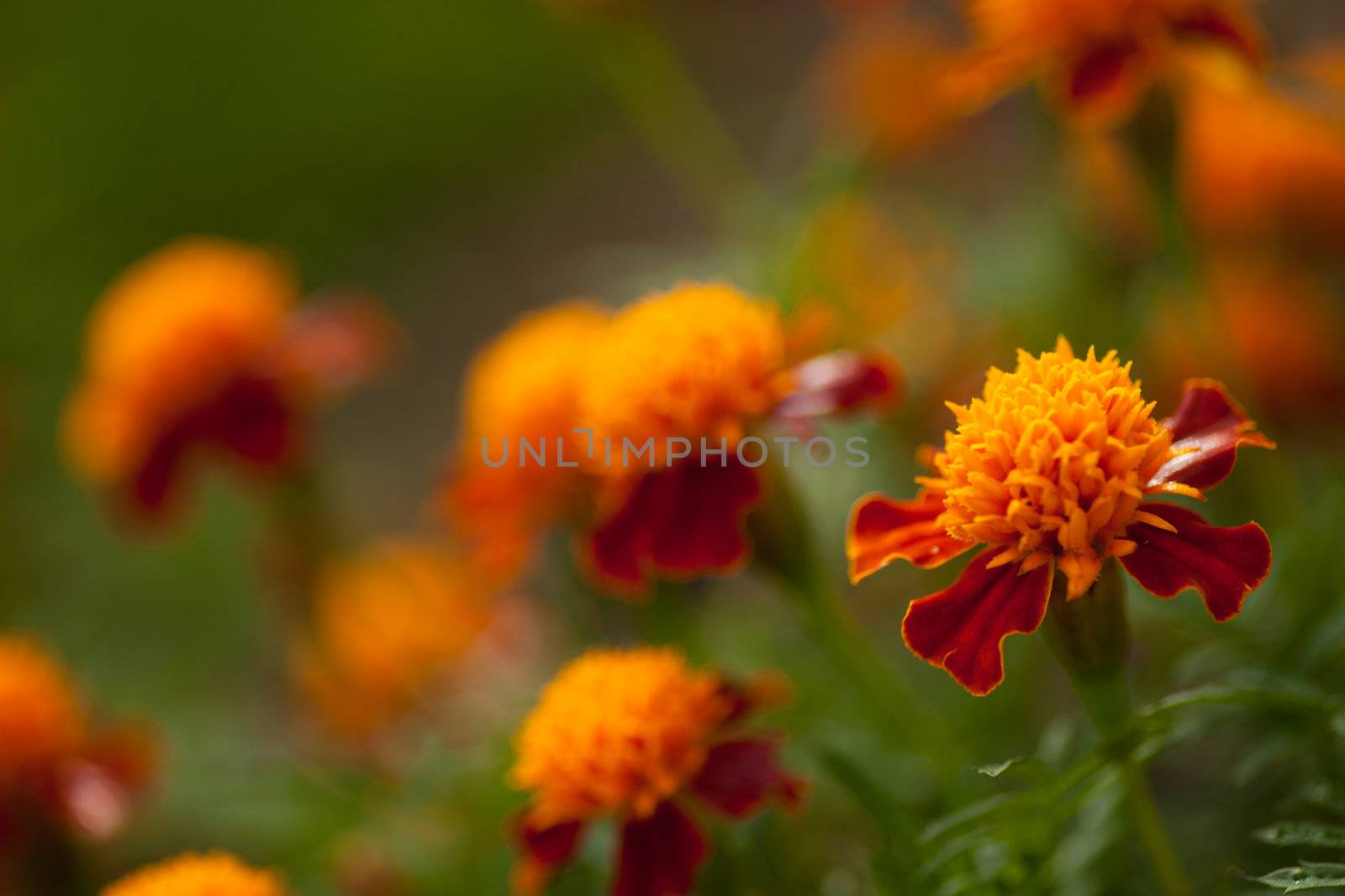 tagetes by aidasonne