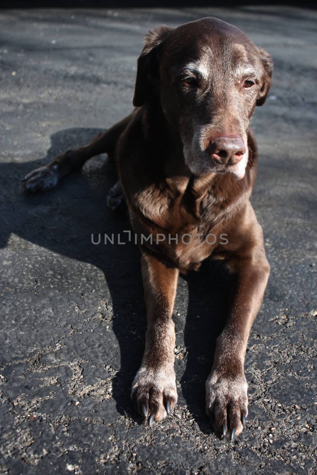 an old chocolate lab lays on blacktop
