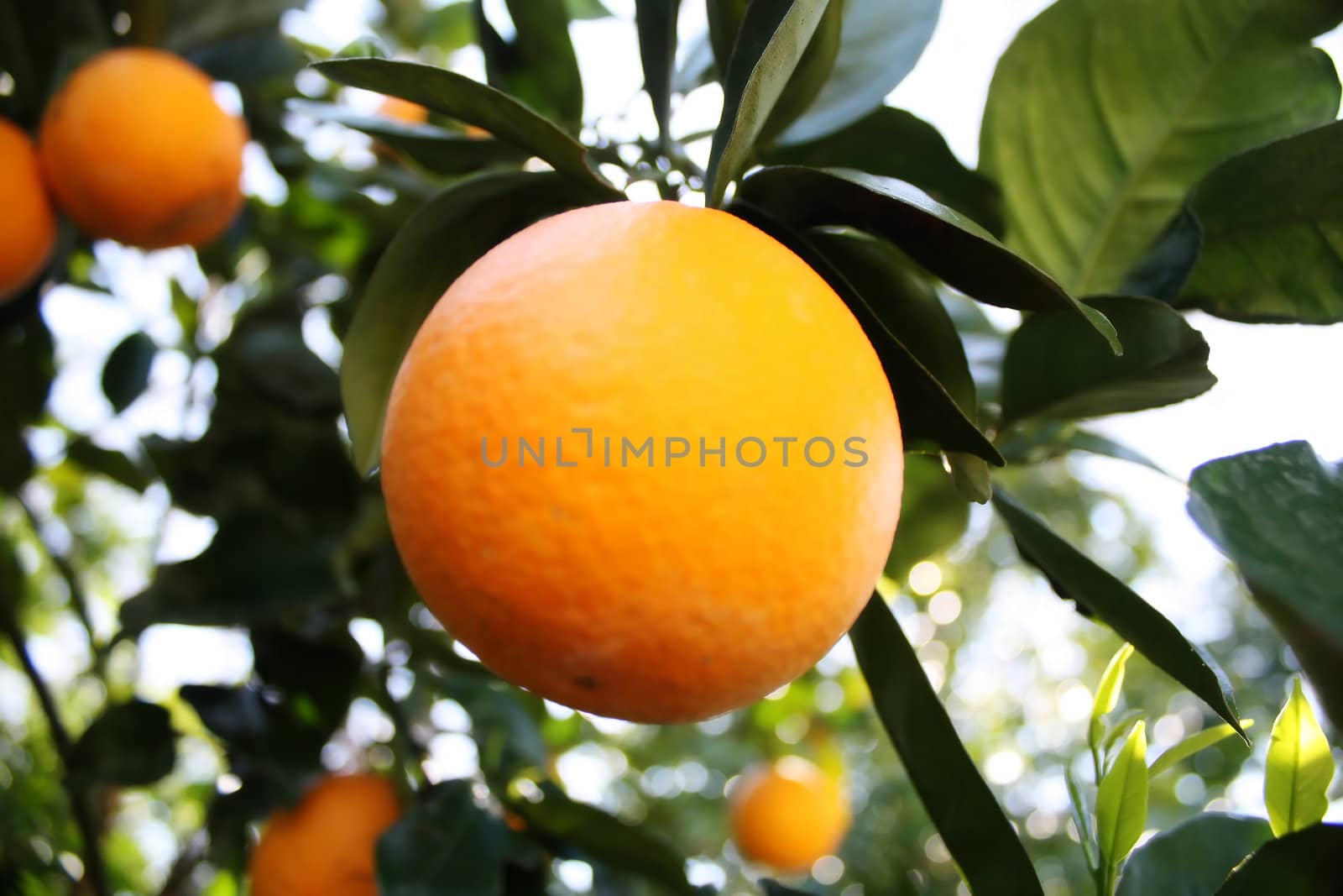 an orange tree, in a grove, in southern Florida