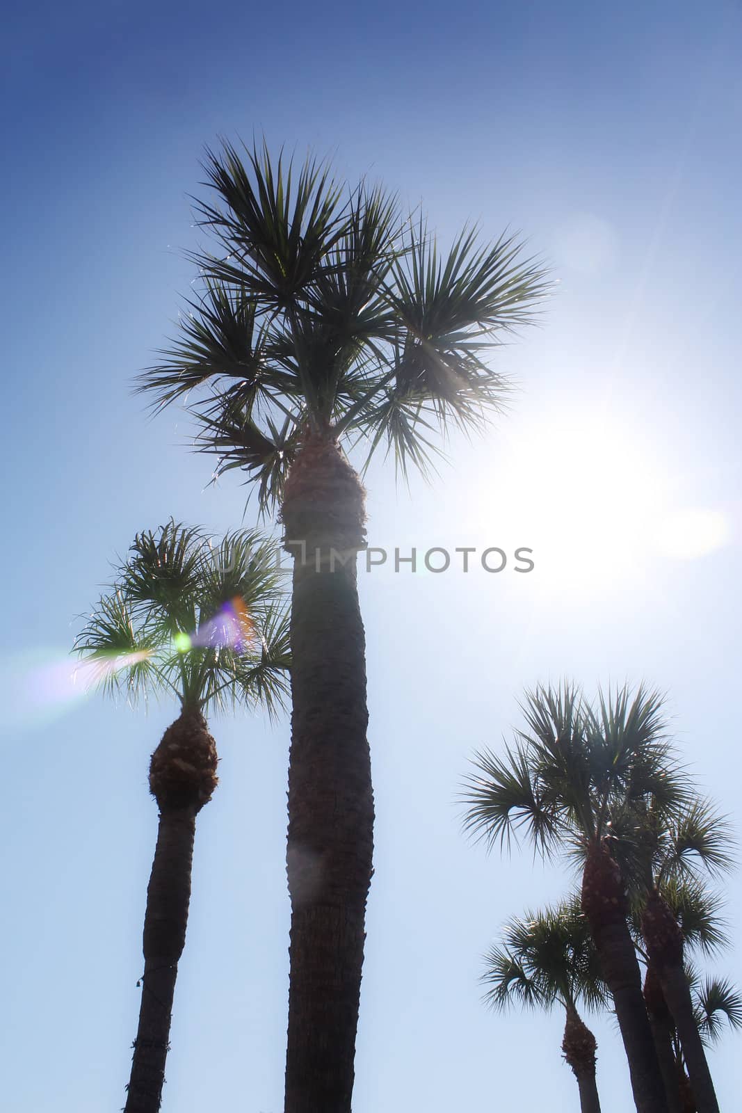 palm trees by amandaols