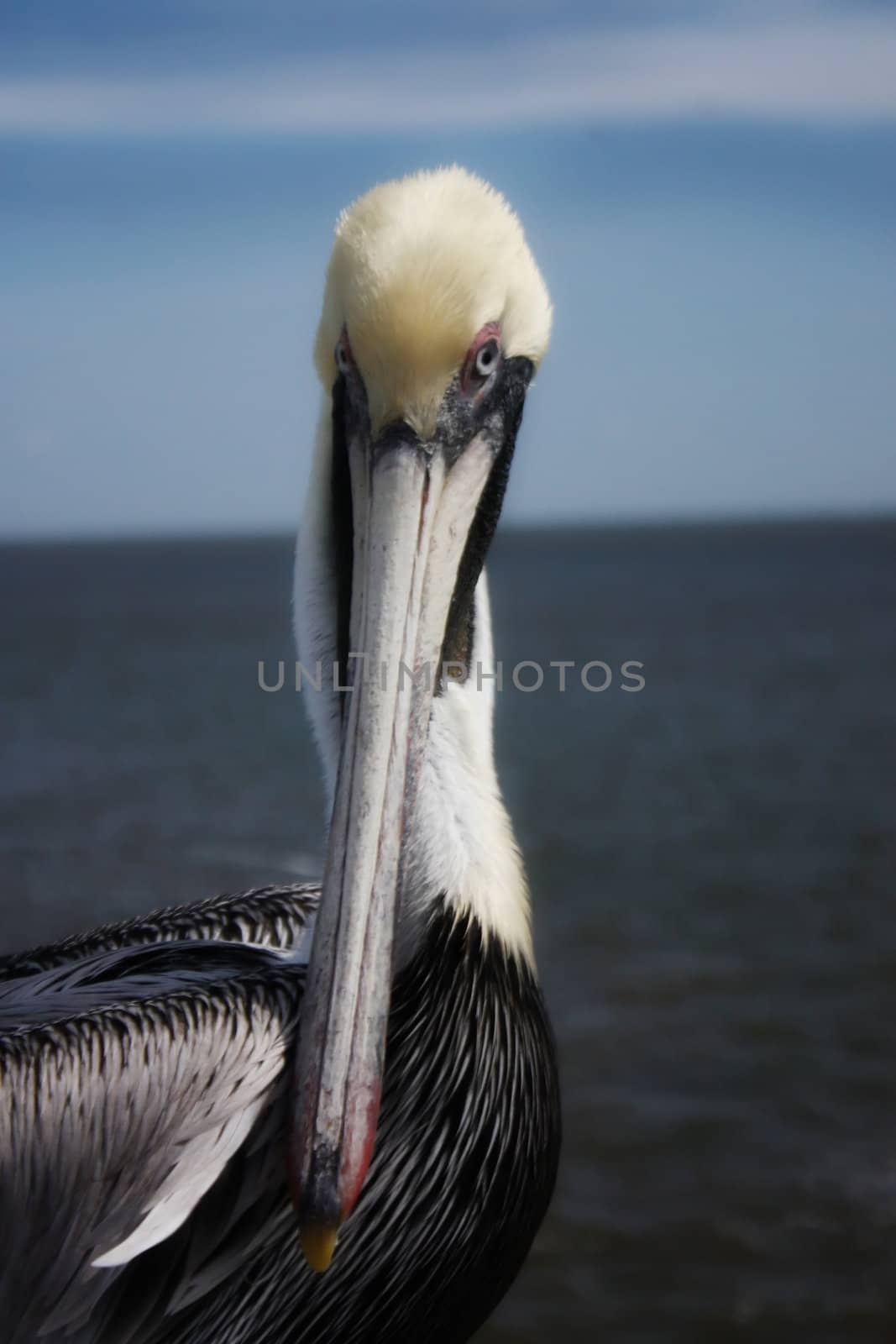 cloes up of a mad pelican