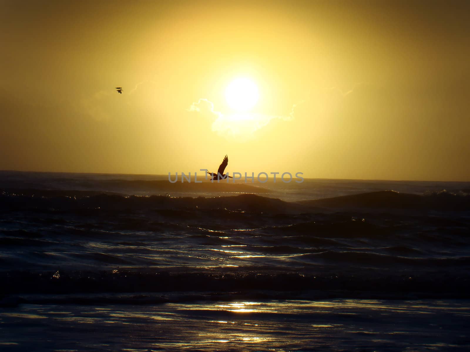 a pelican flies through my view of the sunrise over the beautiful atlantic ocean in daytone beach florida