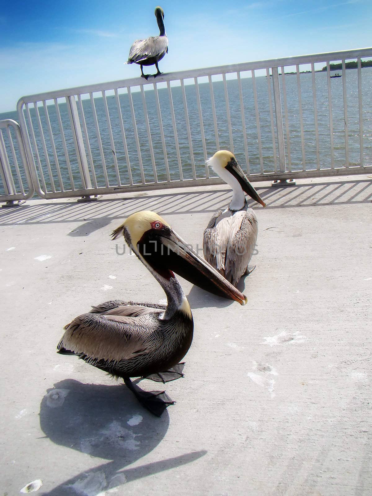 pelicans hang out in cedar key florida