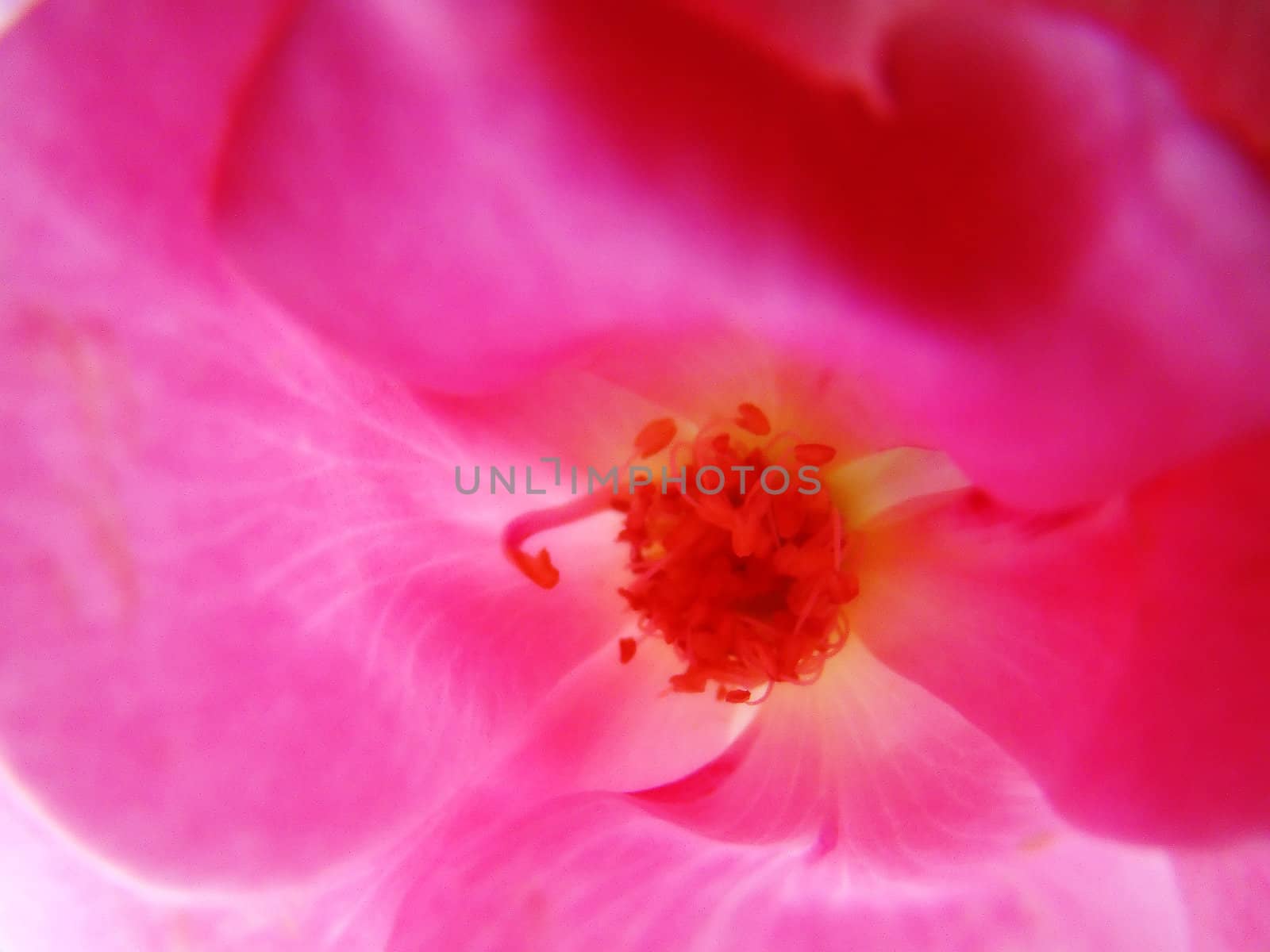 pink flower by amandaols