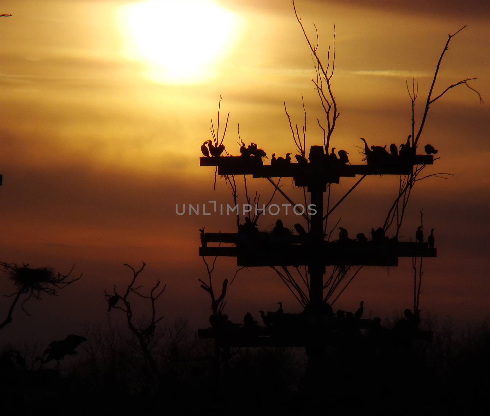 the sun sets behind an endangered bird sanctuary in Illinois