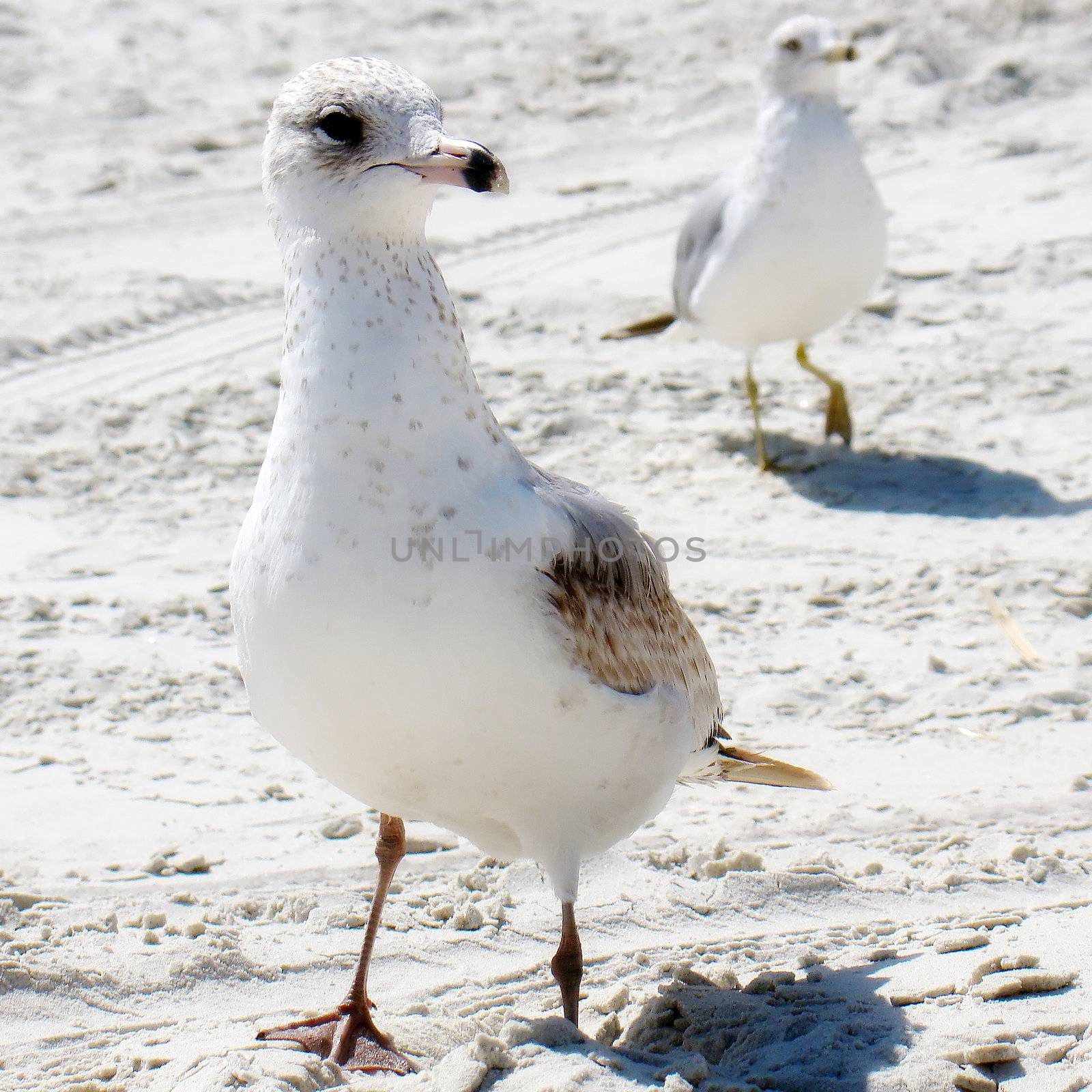 seagulls on the atlantic coast in florida