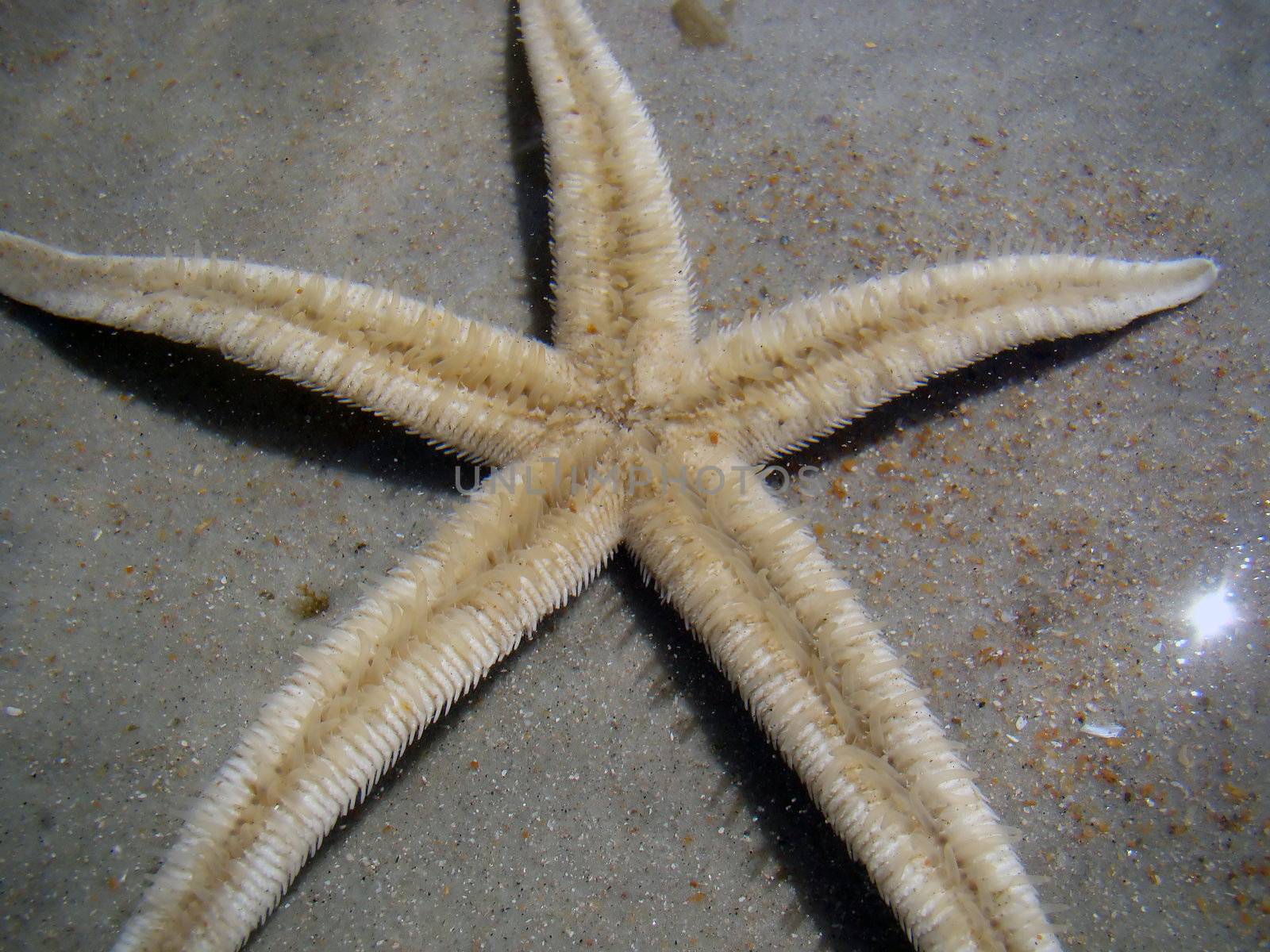 a starfish in florida