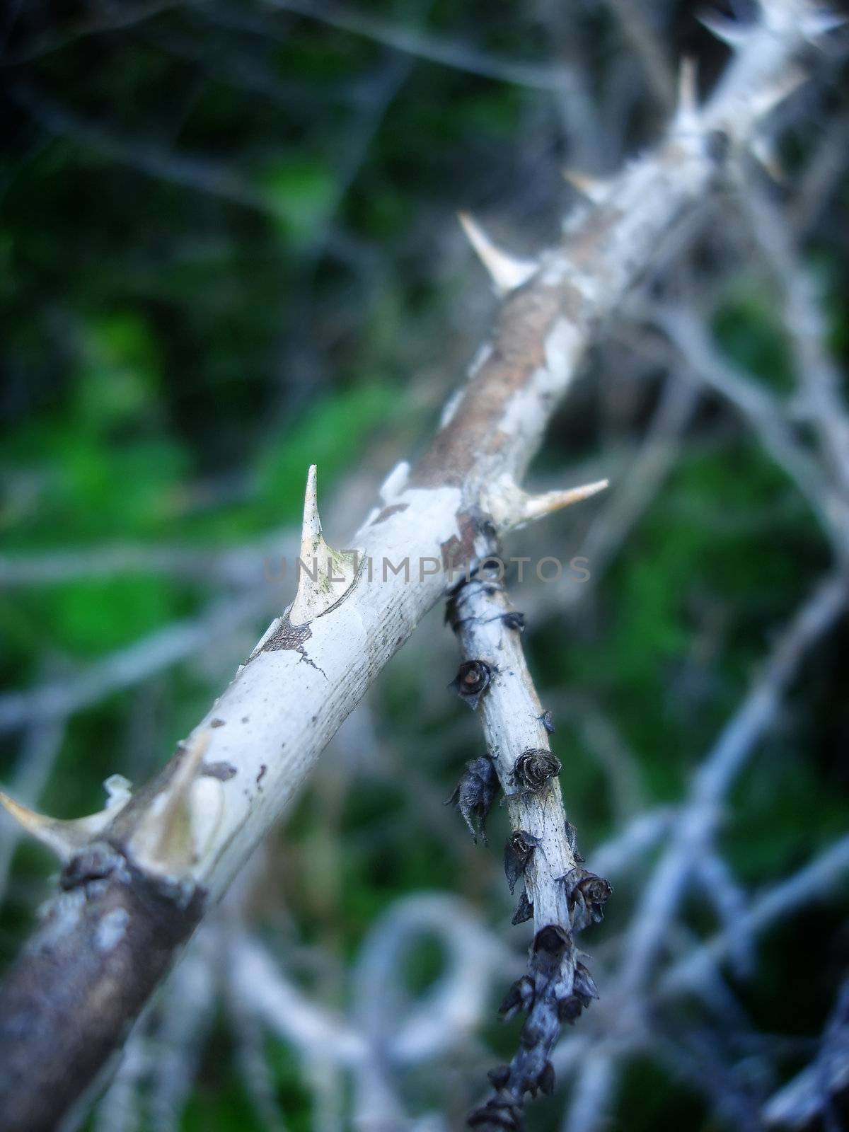 thorns by amandaols