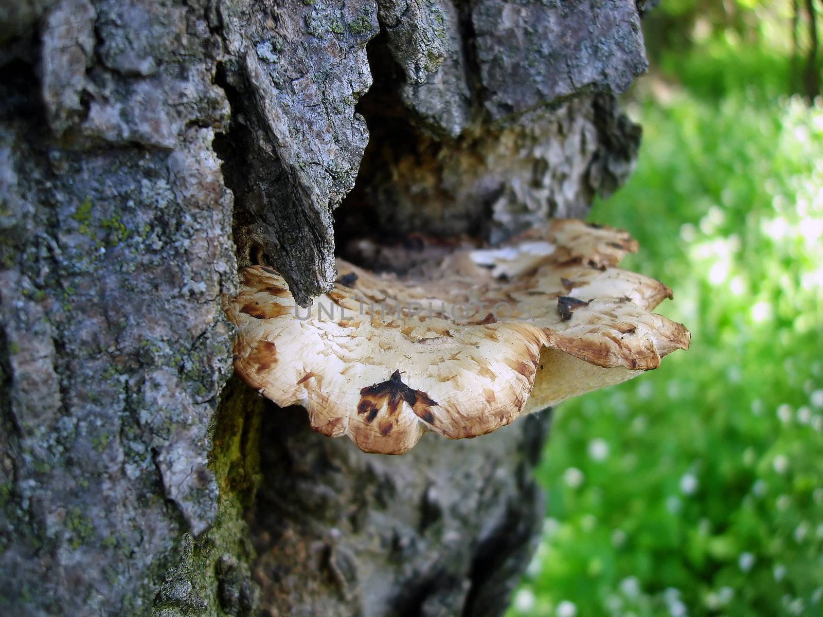 tree fungi growing alongside a tree trunk