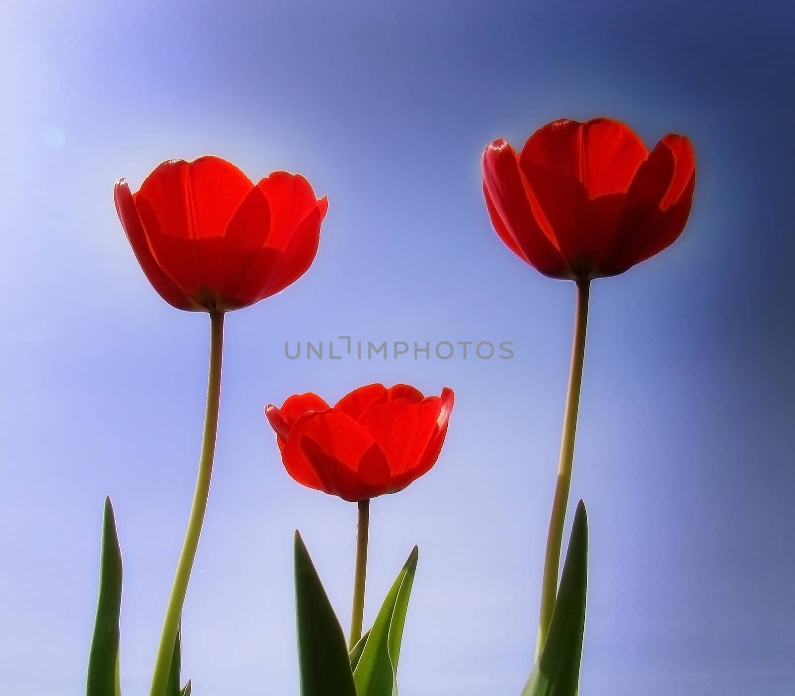 tulips by amandaols
