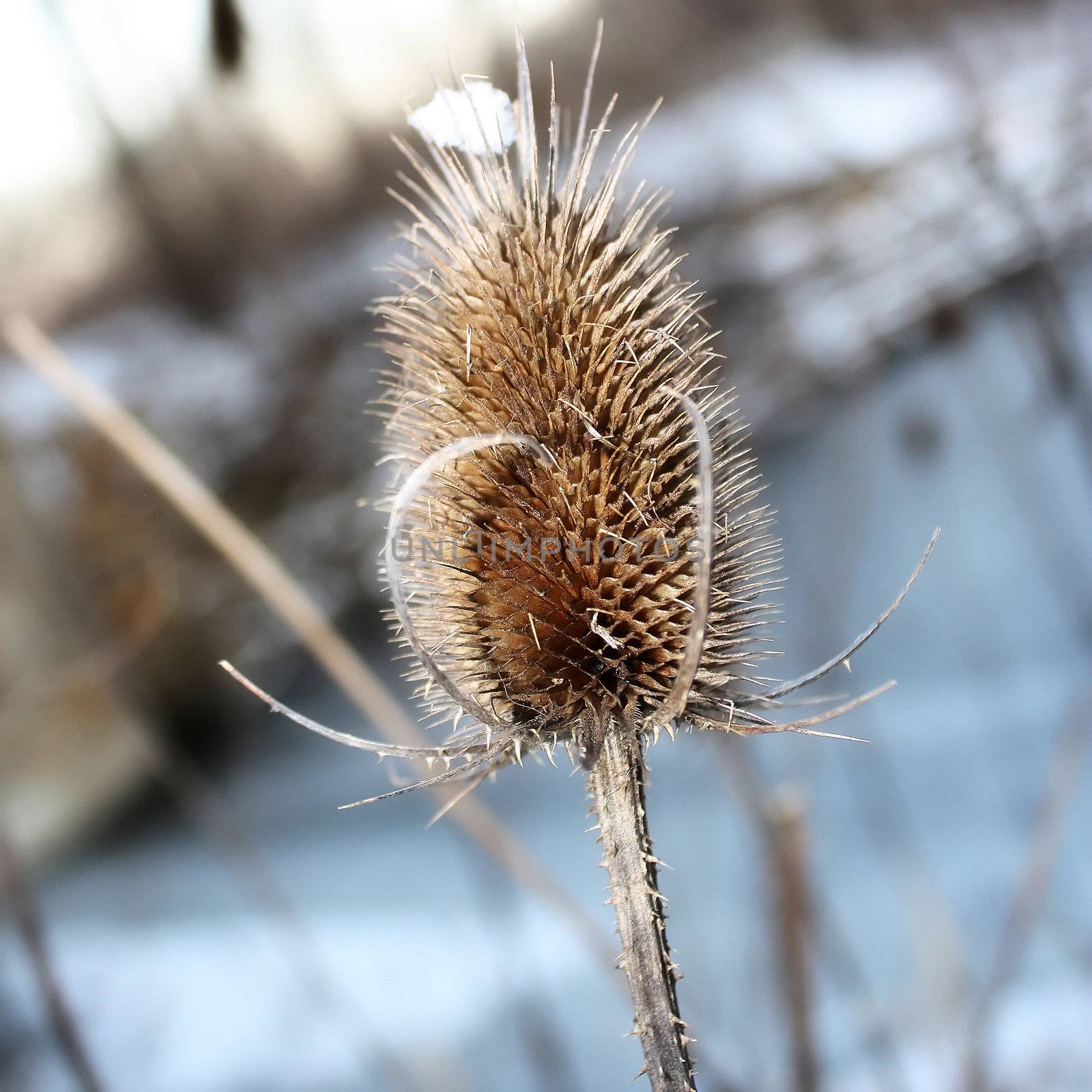 a dead burr weed in the winter