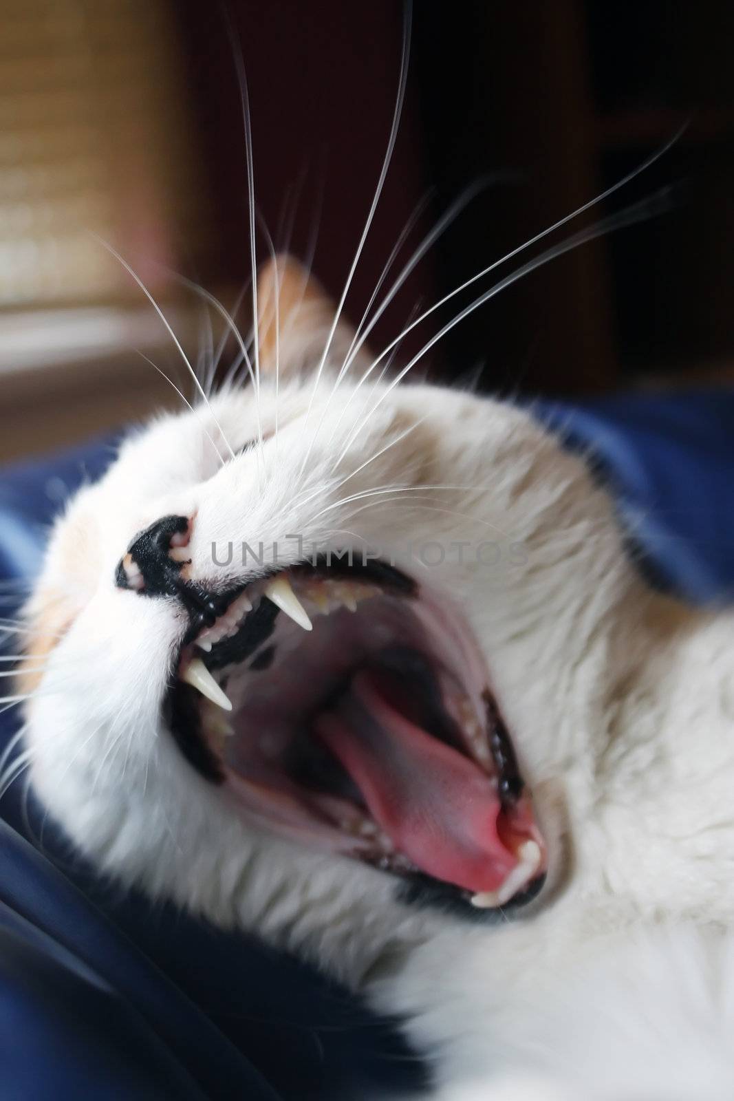 yawning cat by amandaols