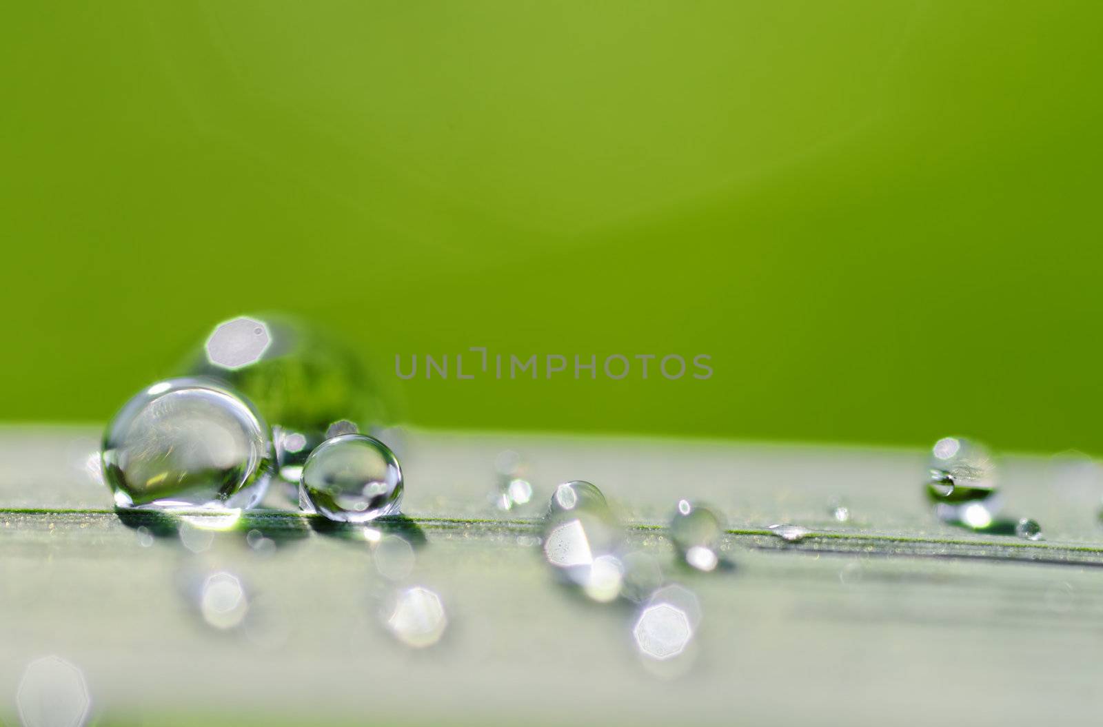 drop and dropelet on a green leaf