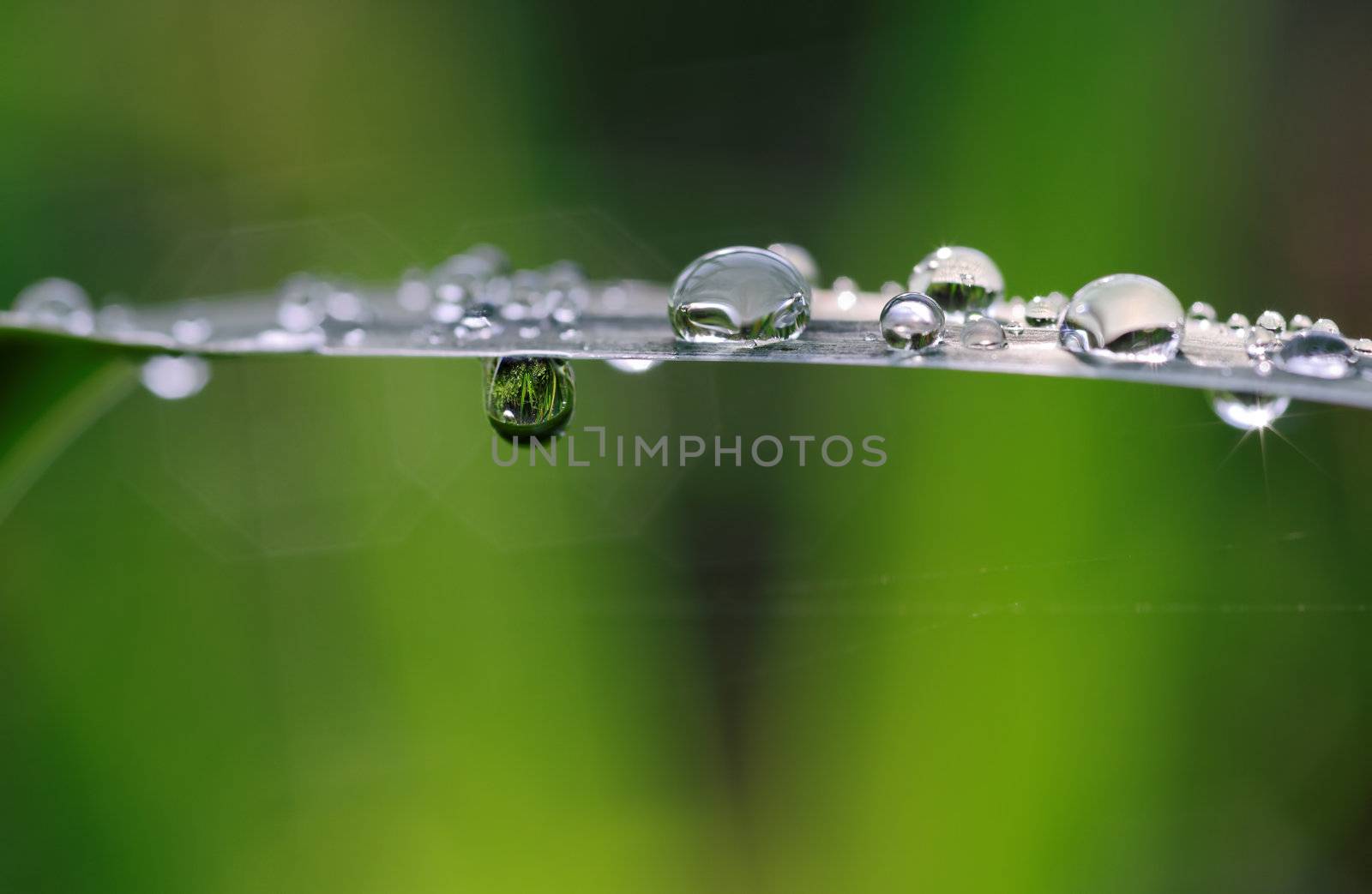 drops and droplets on green leaf