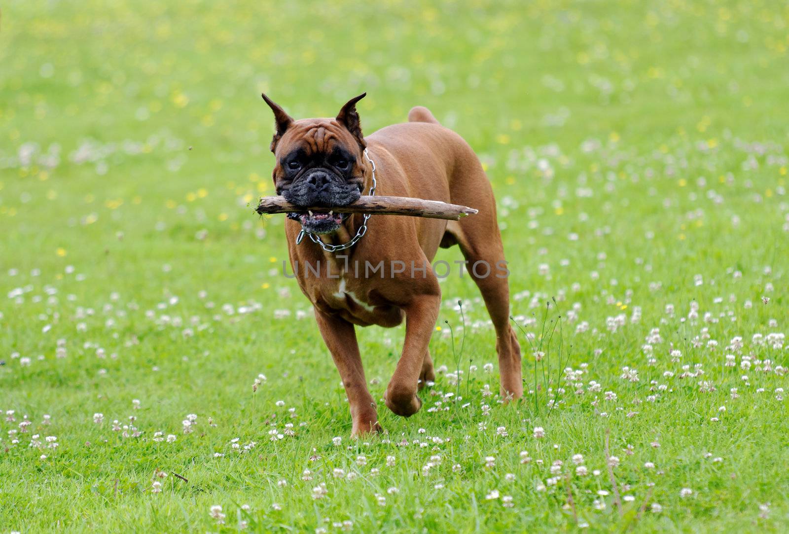 a boxer dog in action