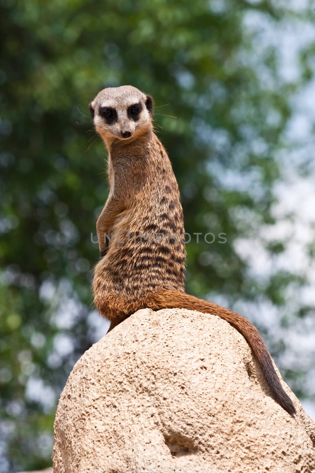The meerkat or suricate, Suricata suricatta, is a small mammal belonging to the mongoose family.