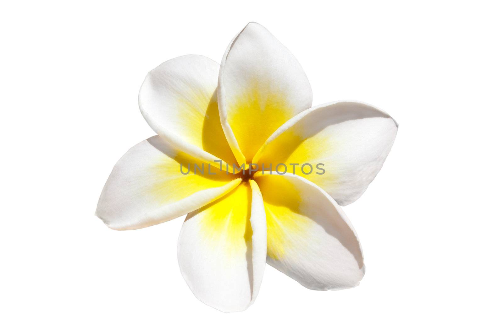 Frangipani flower isolated on white background