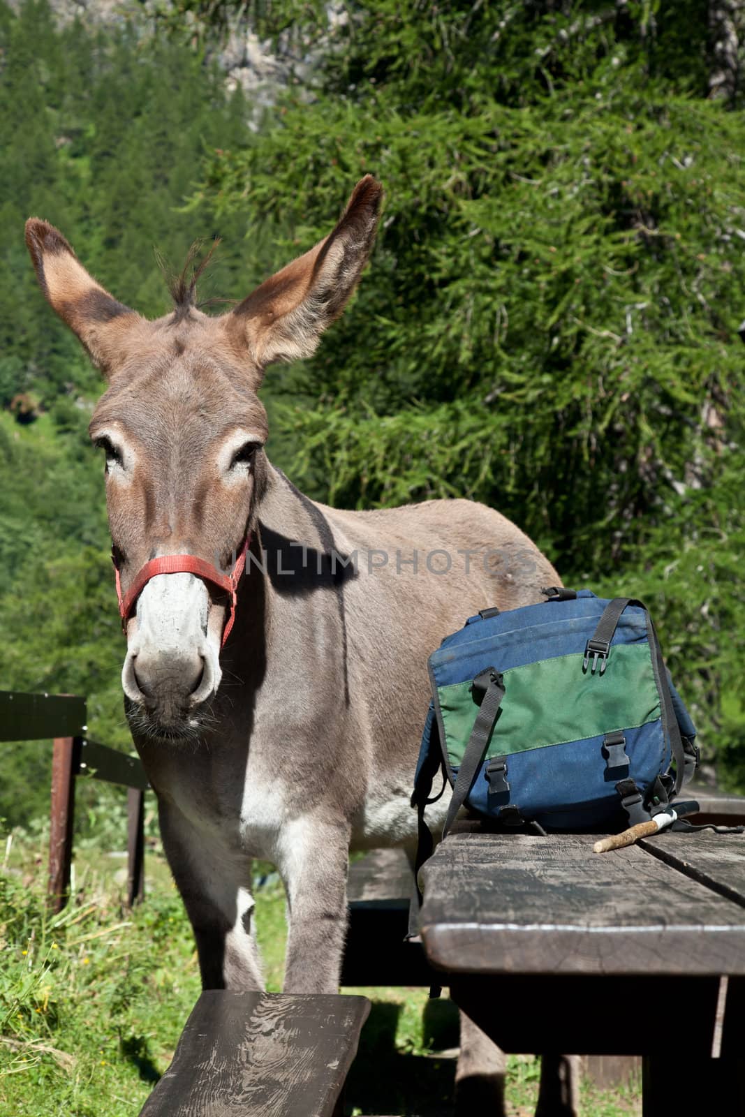 Free donkey on Italian Alps, looking to the camera
