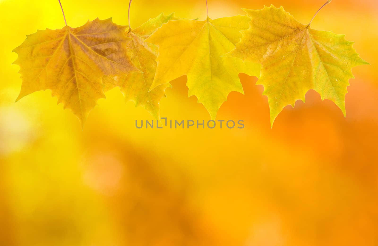 Beautiful leaves in autumn