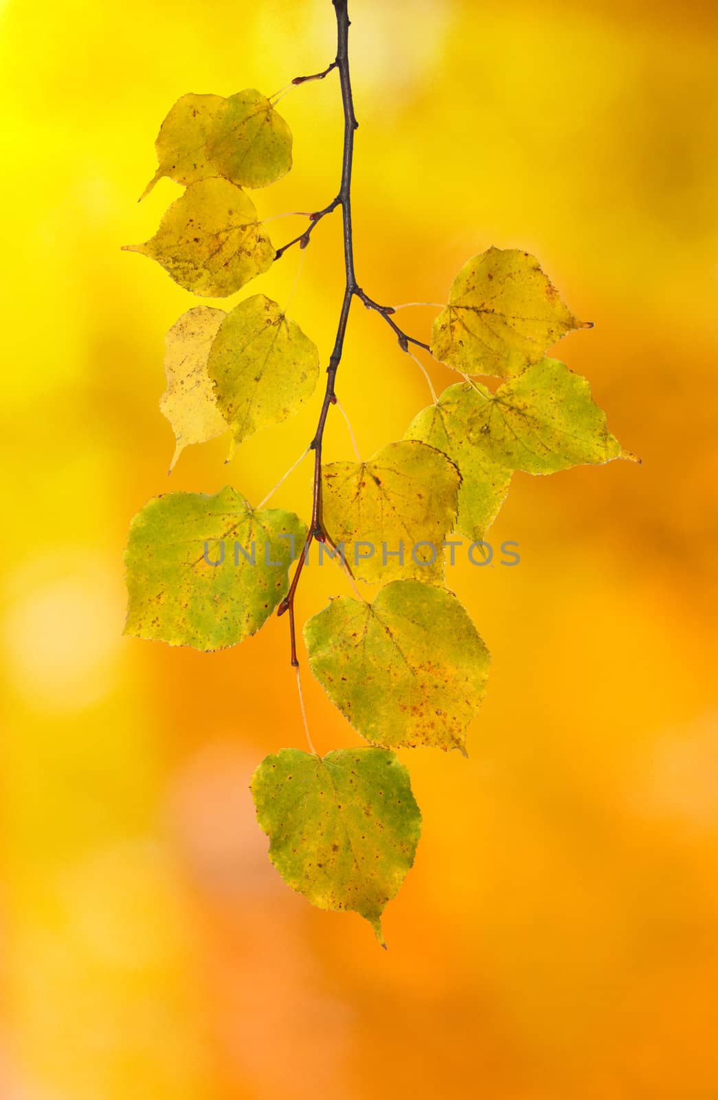 Beautiful leaves in autumn