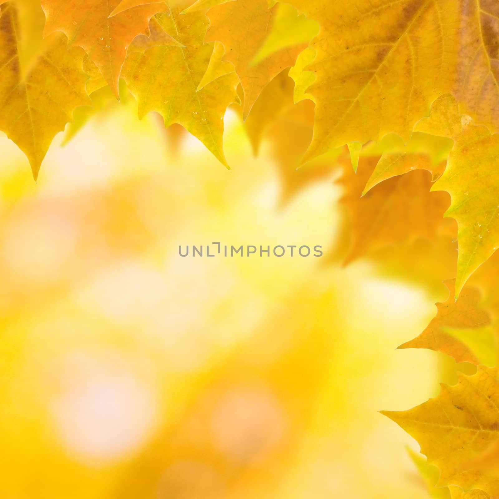 Beautiful leaves in autumn