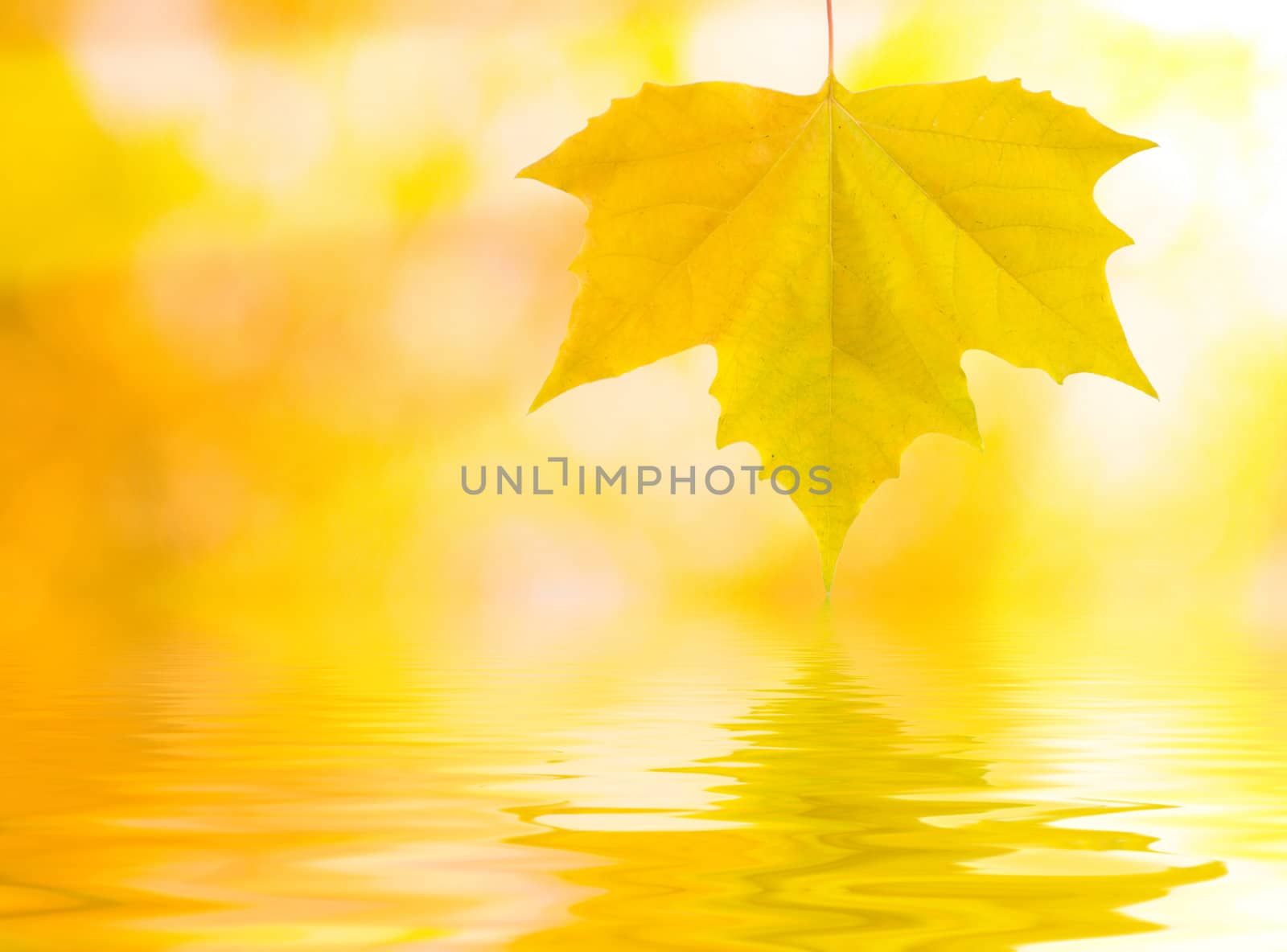 Beautiful golden leaves in autumn with reflection