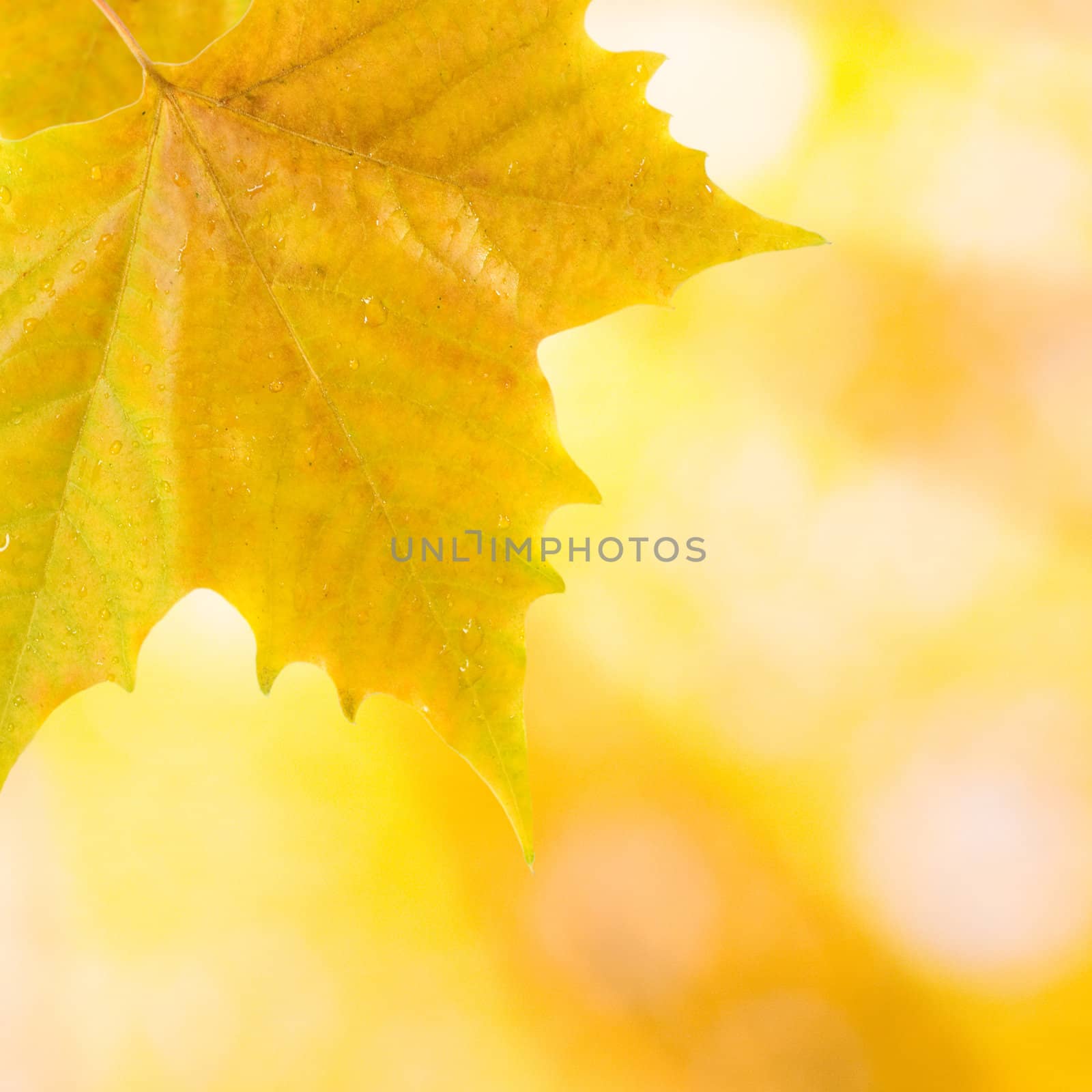 Beautiful leaves in autumn