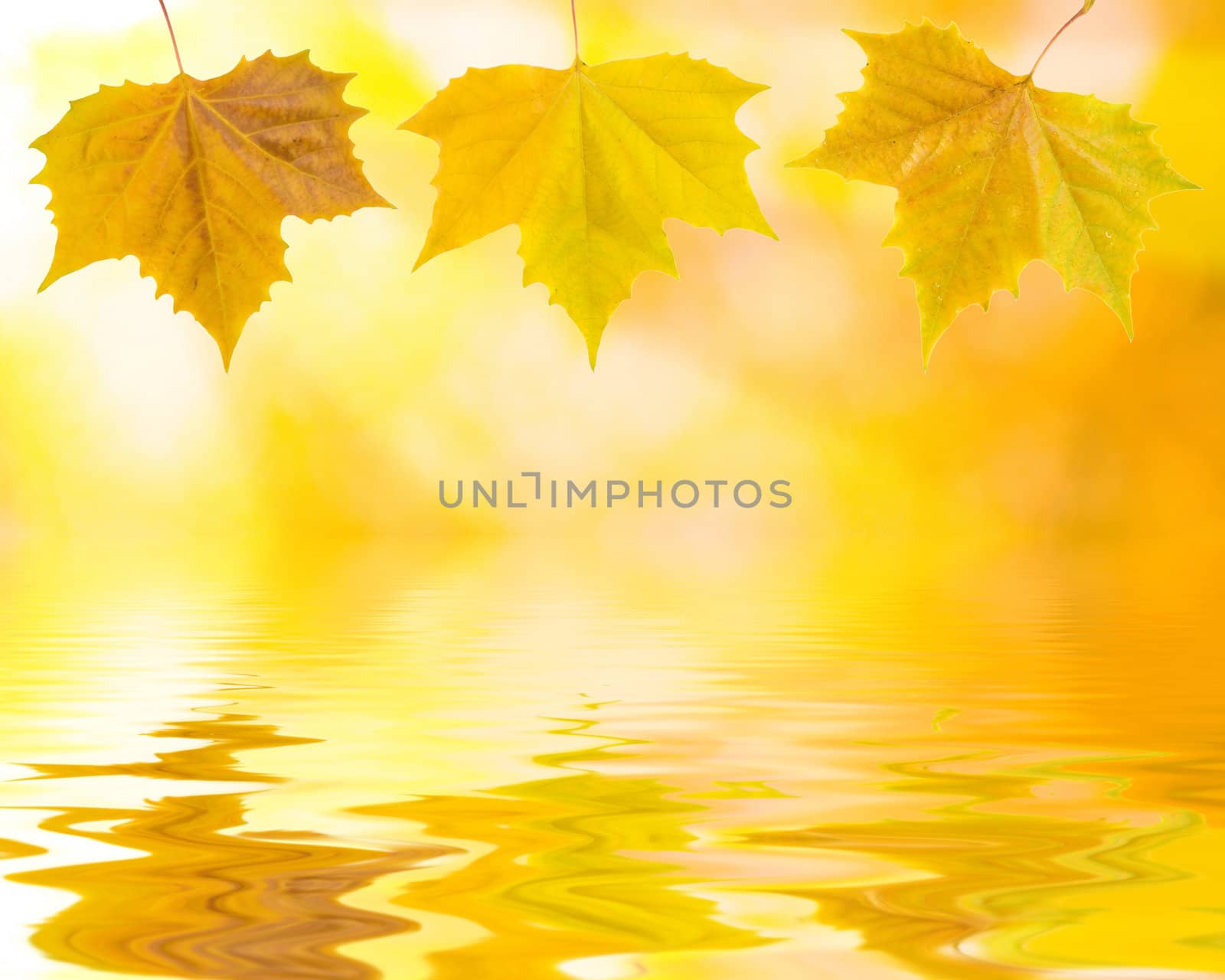 Beautiful golden leaves in autumn with reflection