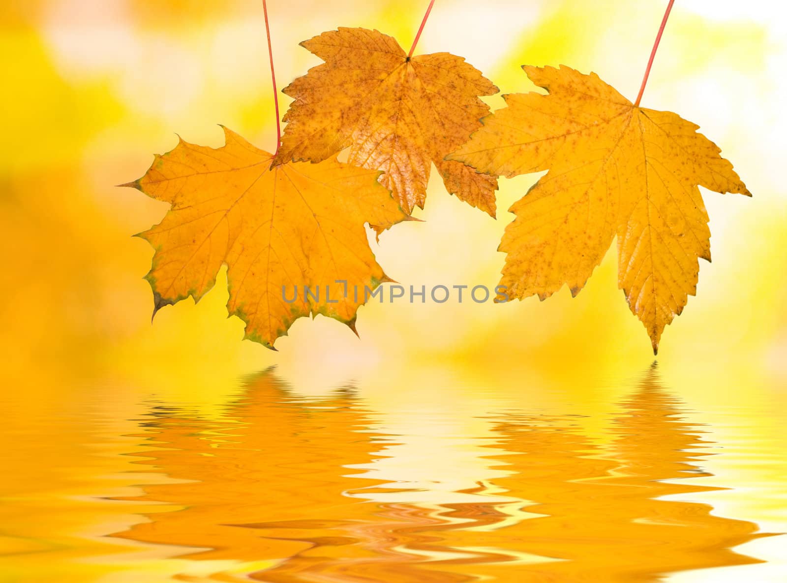Beautiful golden leaves in autumn with reflection