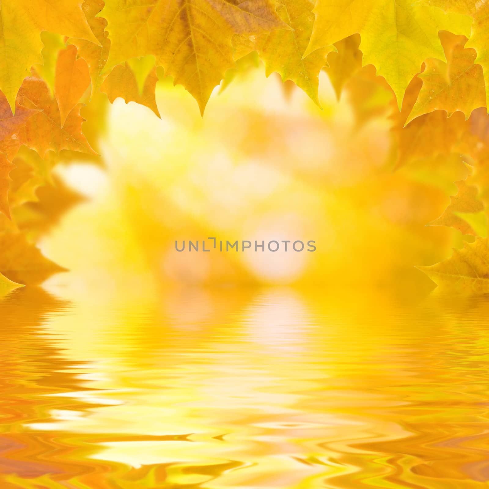 Beautiful golden leaves in autumn with reflection