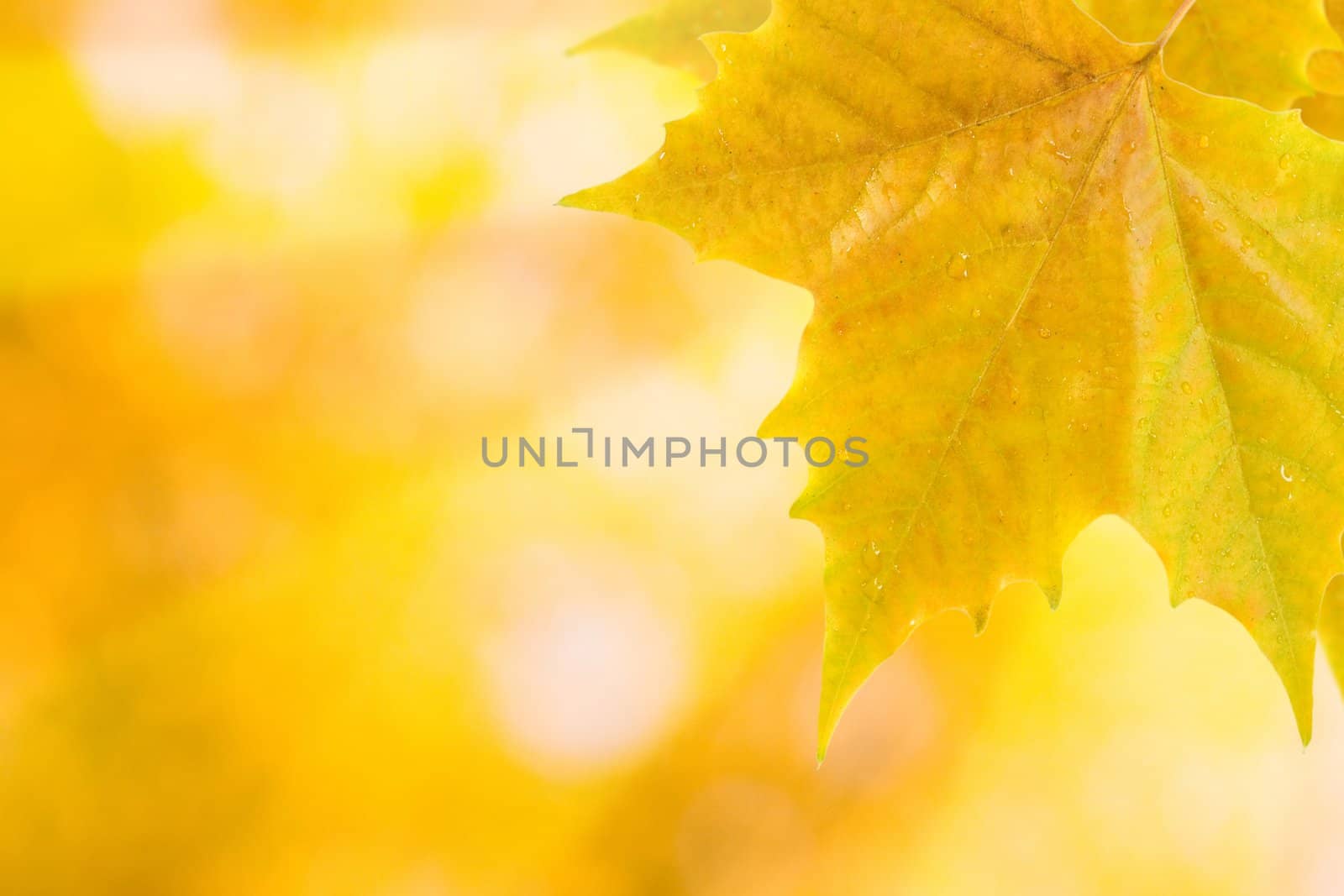 Beautiful leaves in autumn by juweber