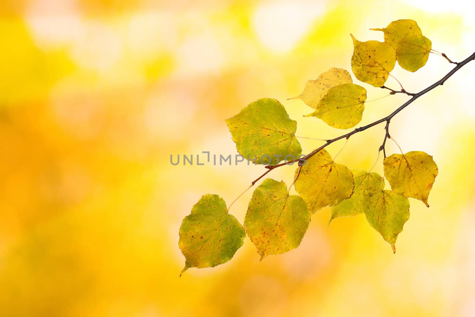 Beautiful leaves in autumn