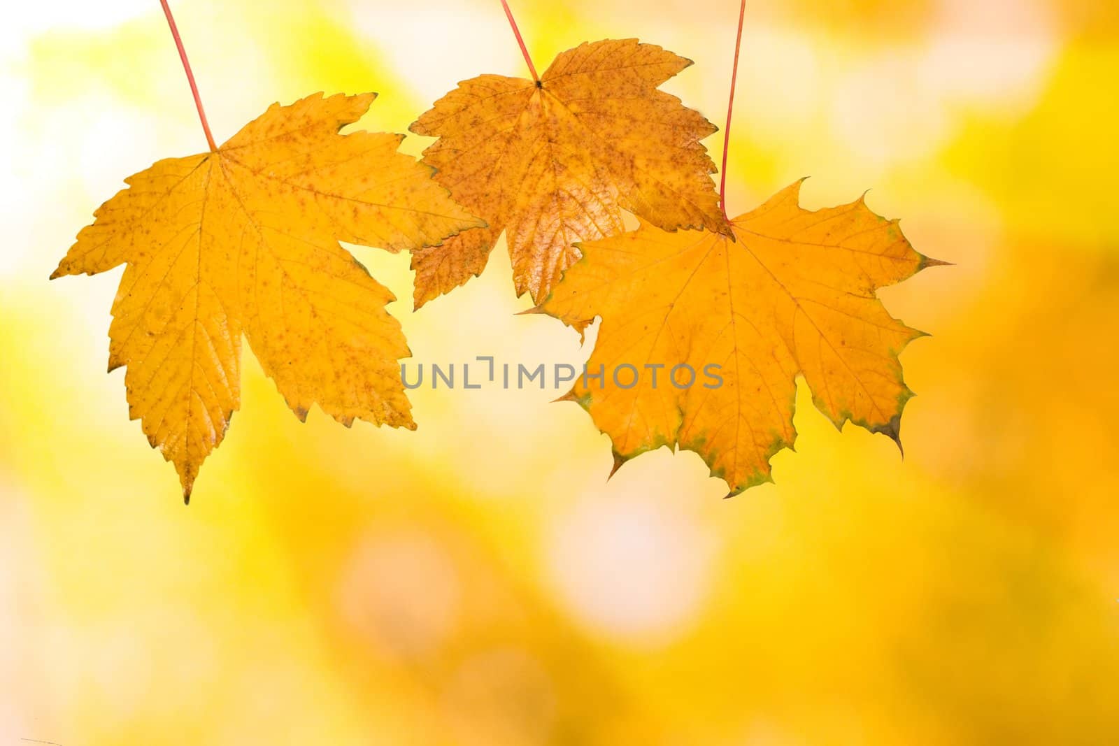 Beautiful leaves in autumn by juweber