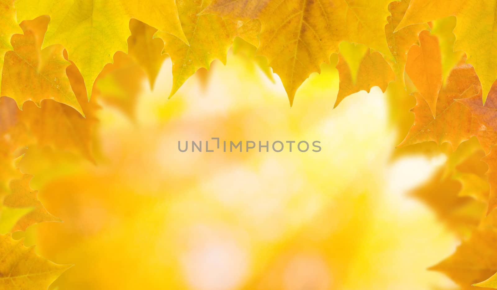 Beautiful leaves in autumn by juweber