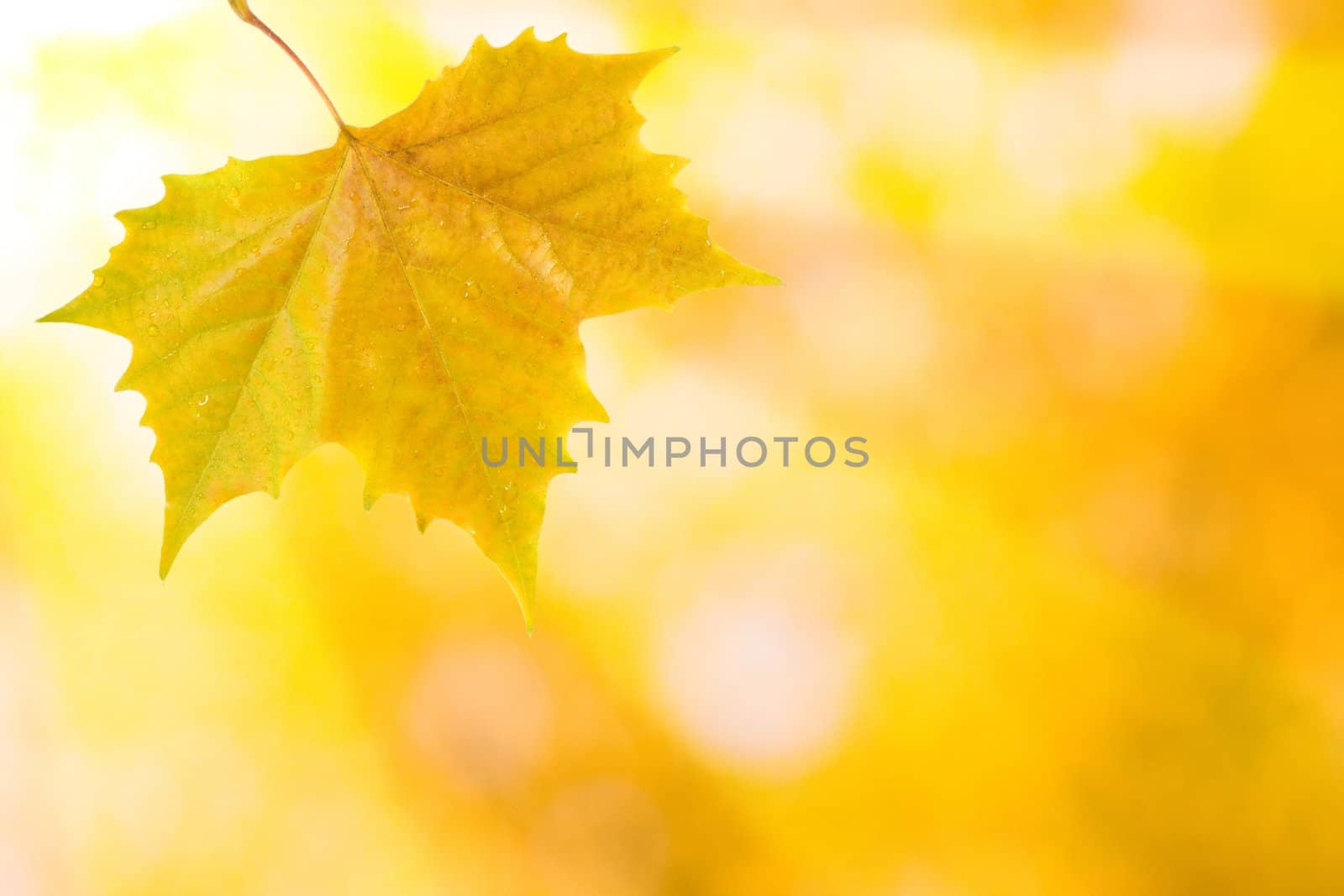 Beautiful leaves in autumn