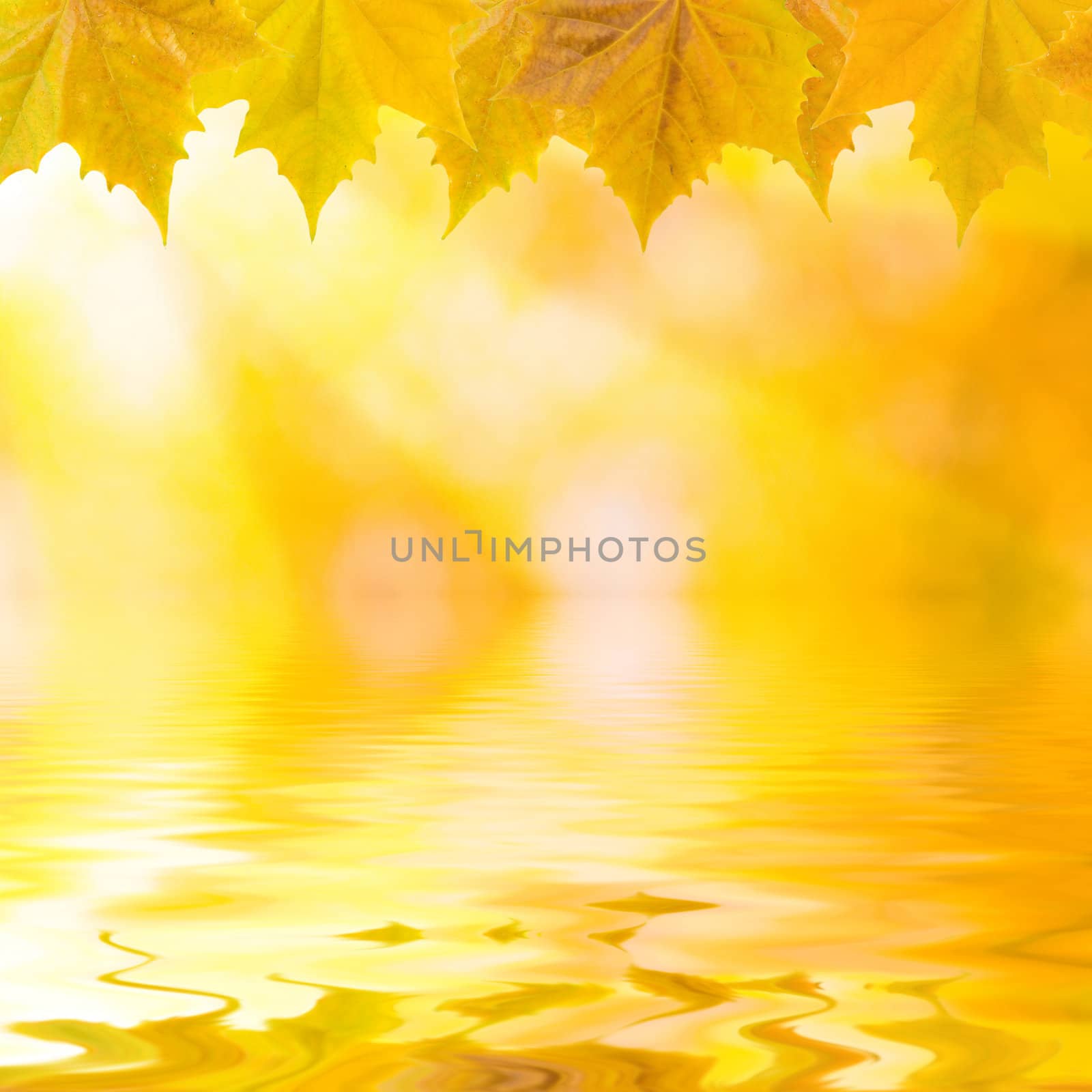 Beautiful golden leaves in autumn with reflection