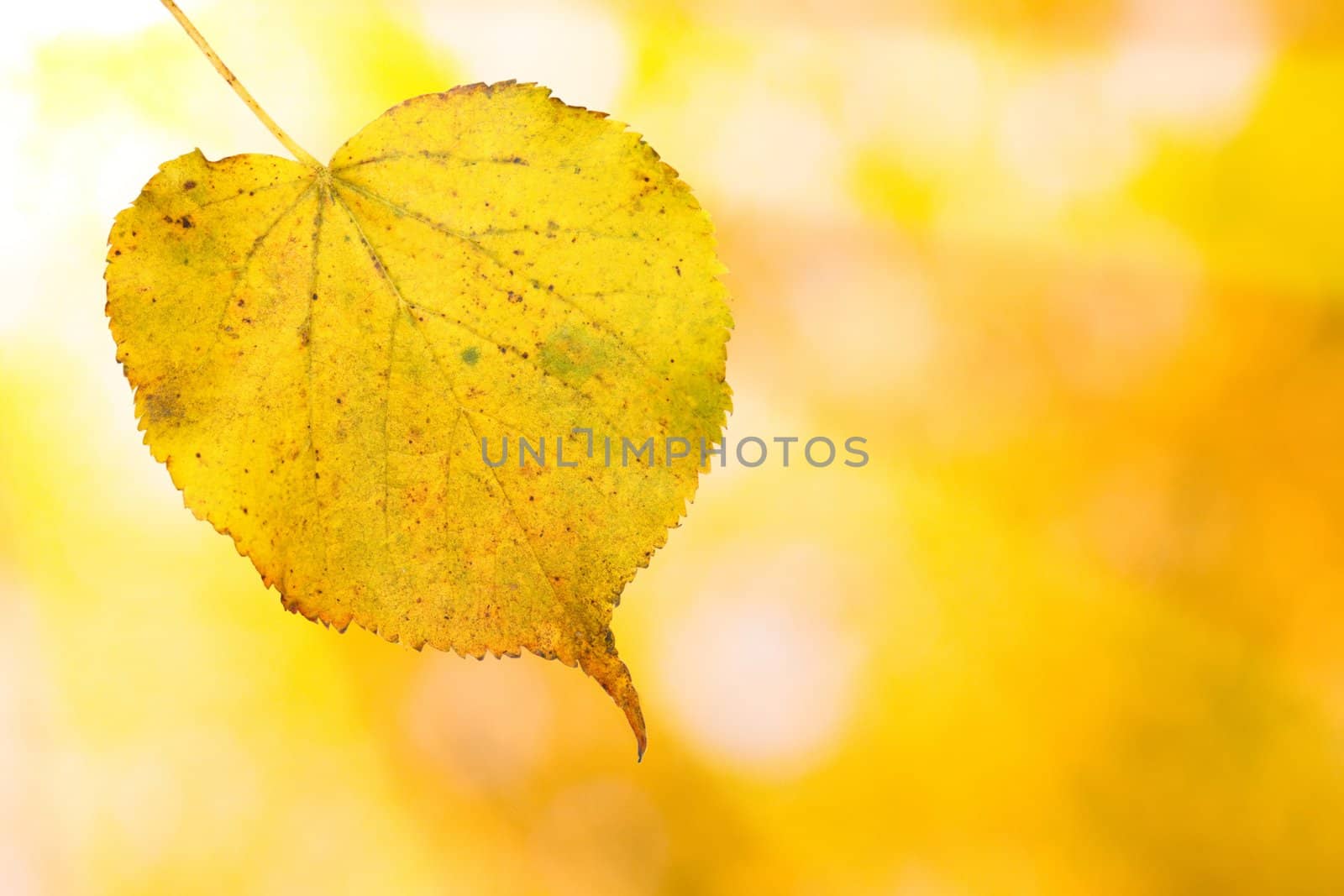 Beautiful leaves in autumn