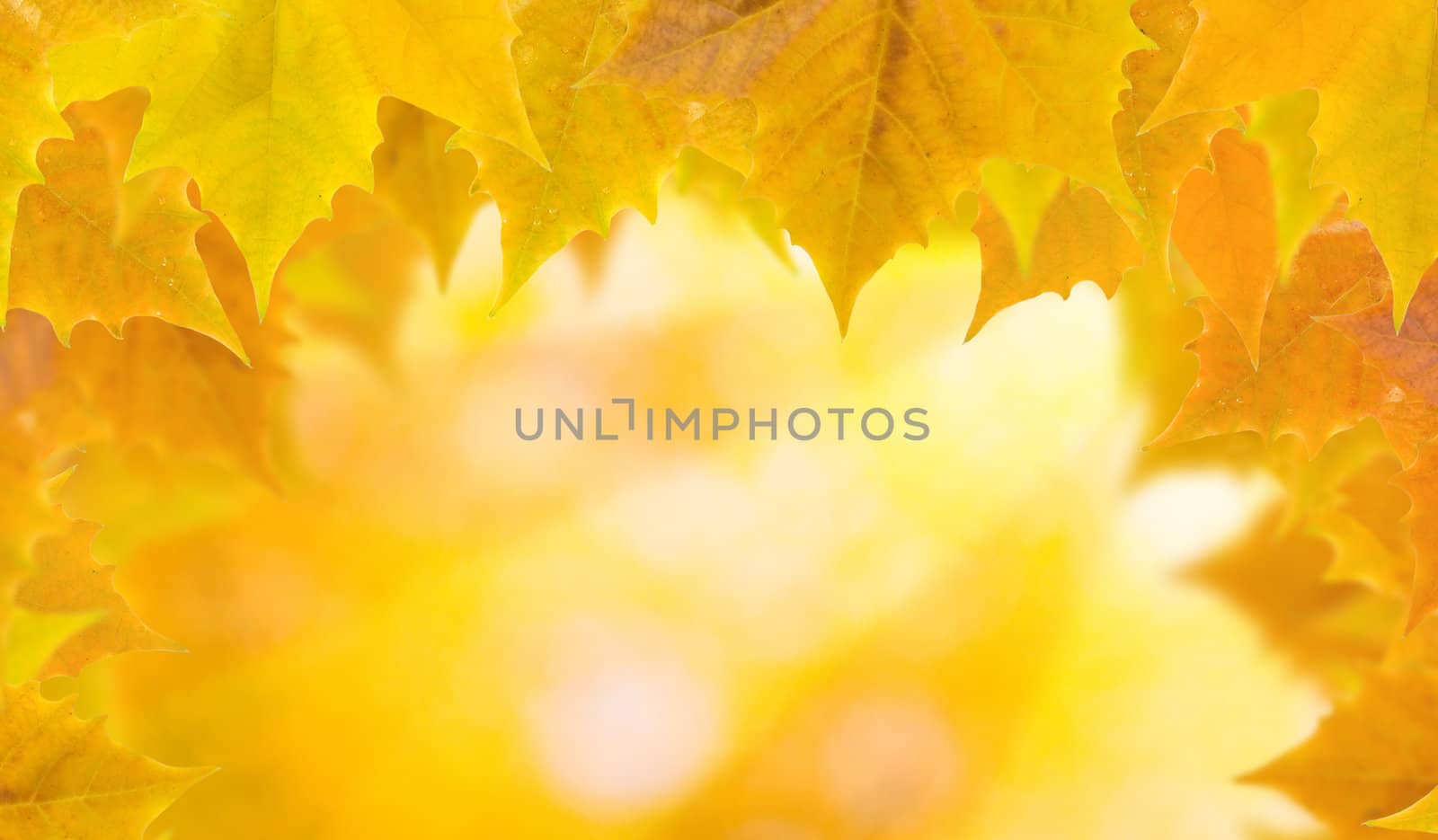 Beautiful leaves in autumn