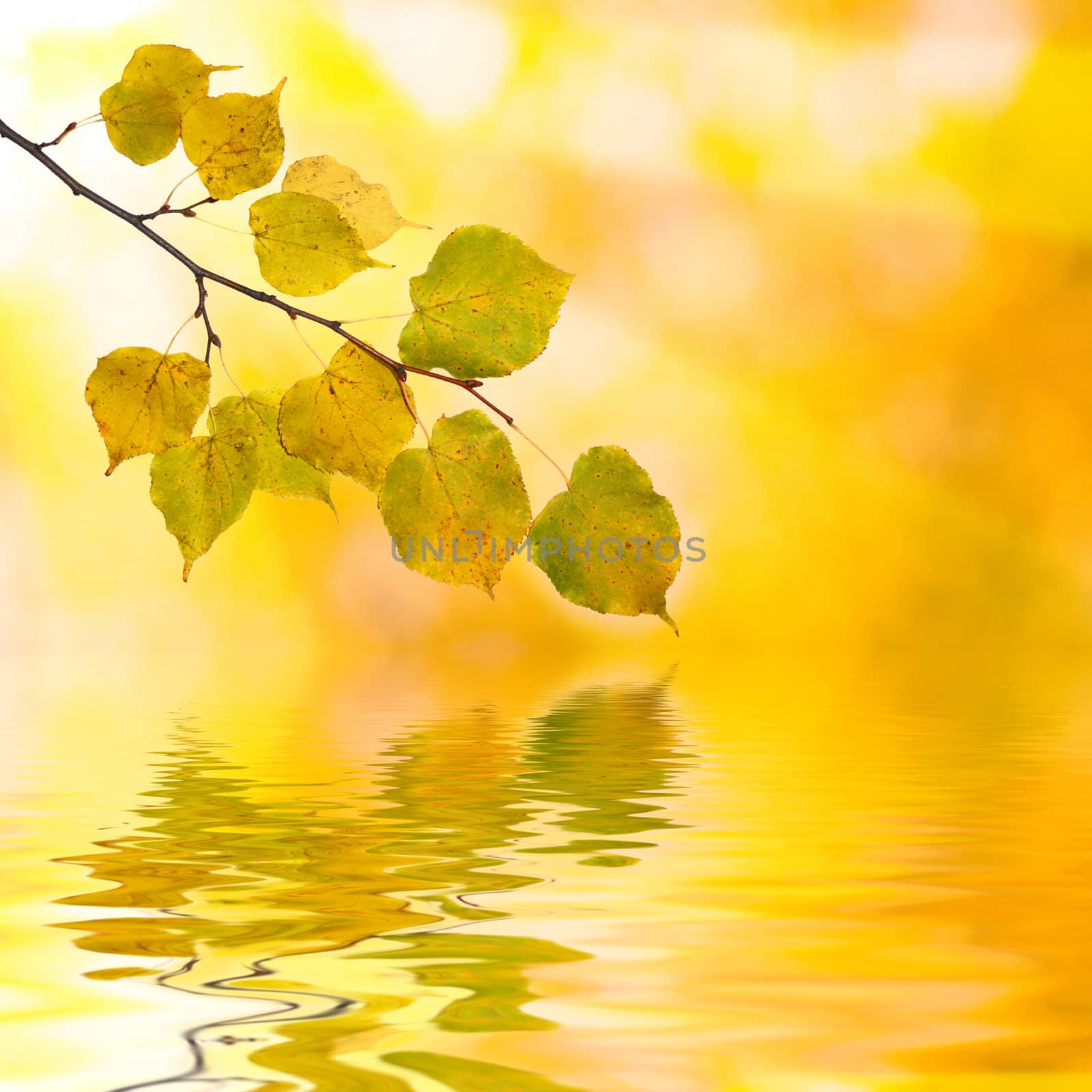 Beautiful golden leaves in autumn with reflection