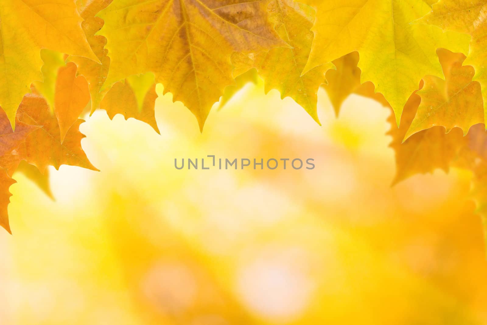 Beautiful leaves in autumn