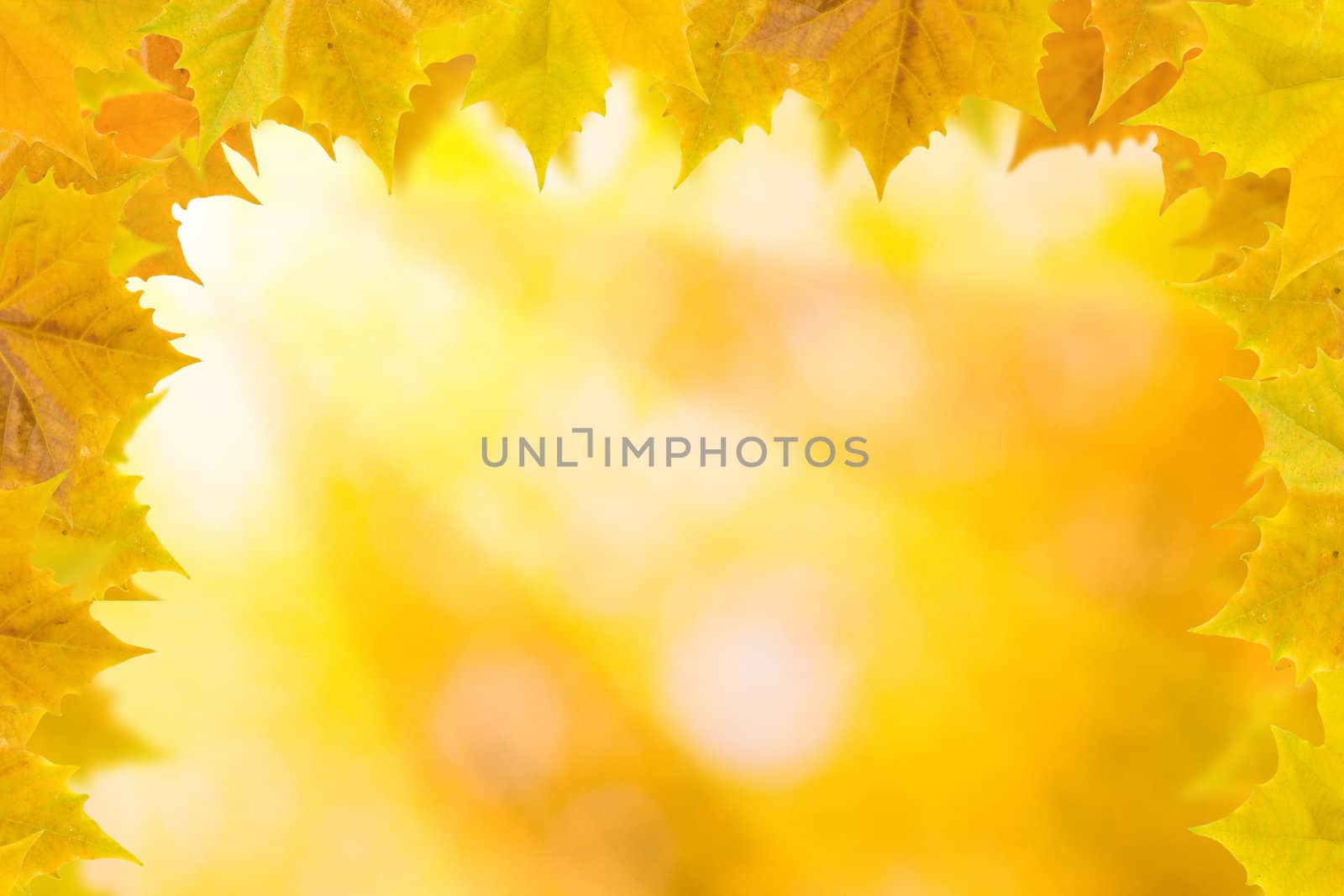 Beautiful leaves in autumn