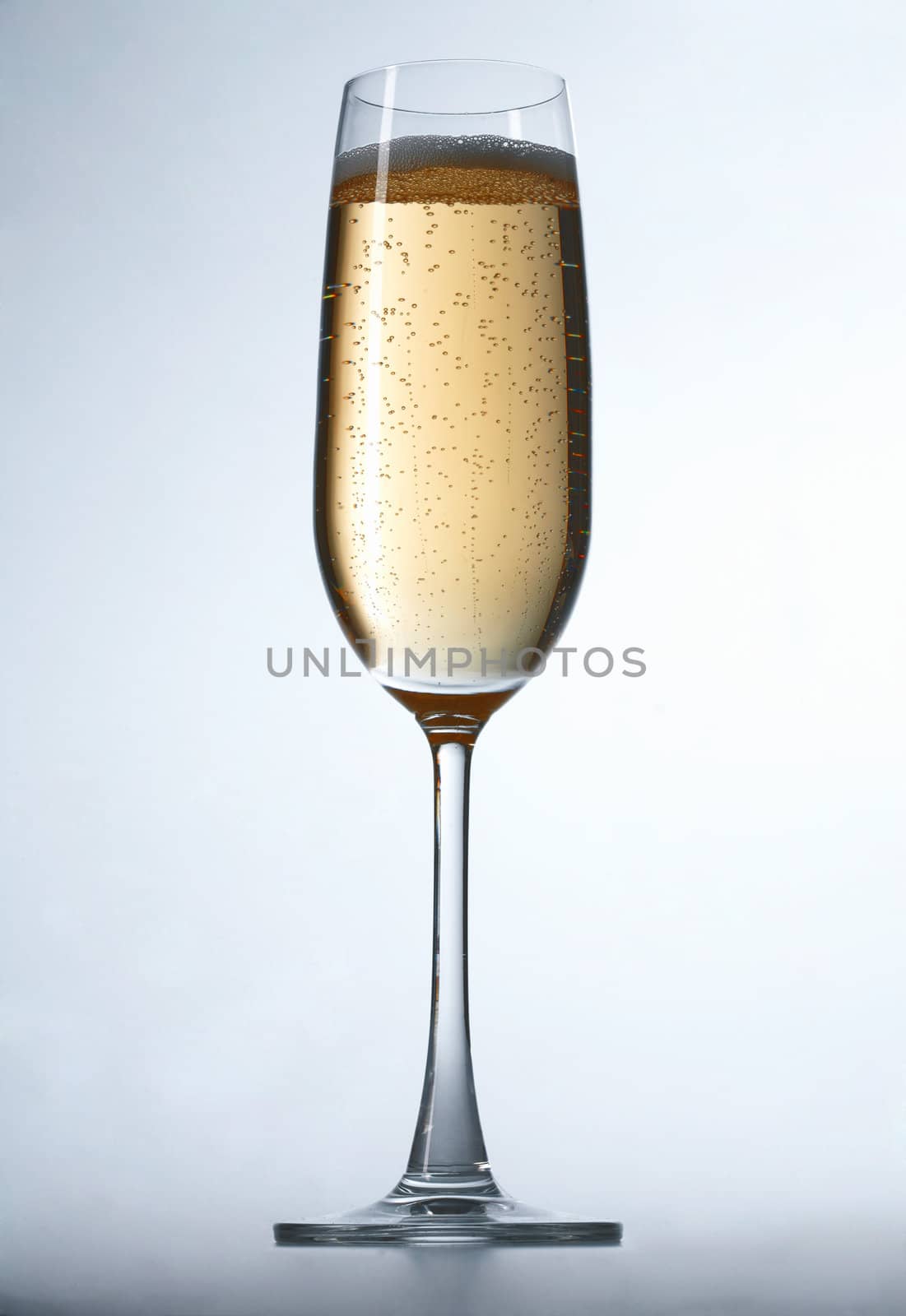 Celebration champagne on white background