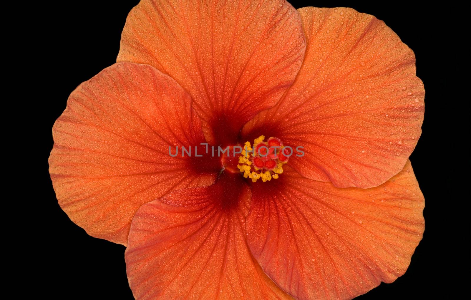 Flower of the hibiscus on black background.  The Petal cover dewdrop.