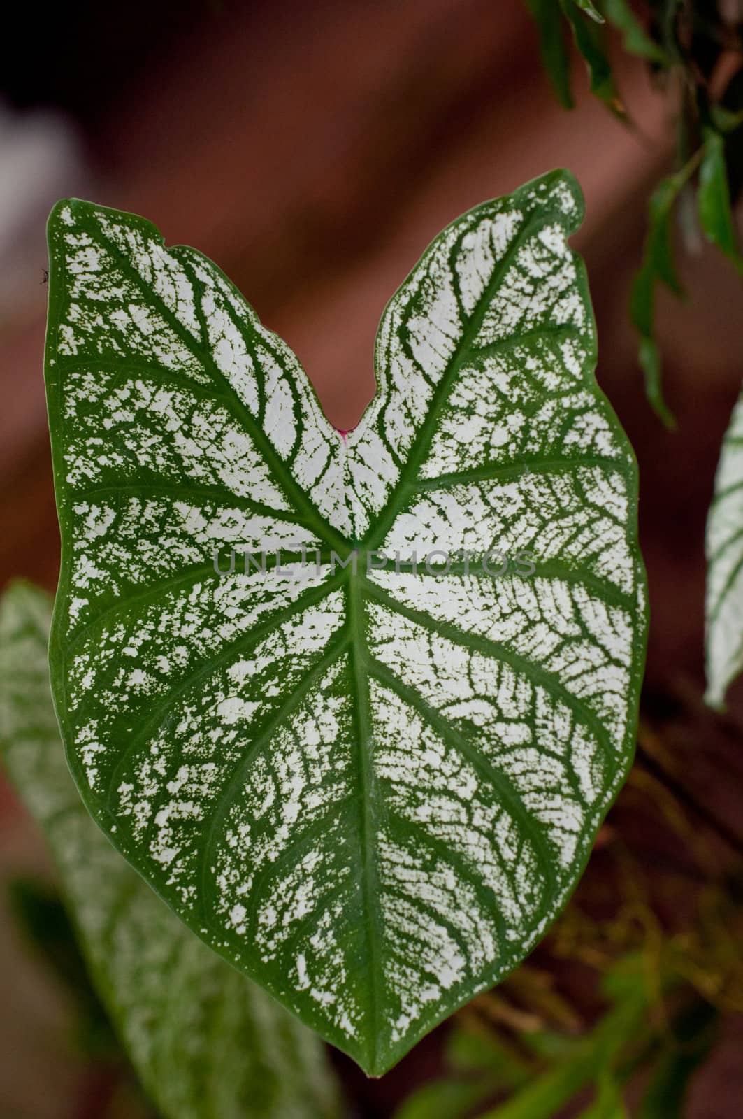 a picture of beautiful plants and garden