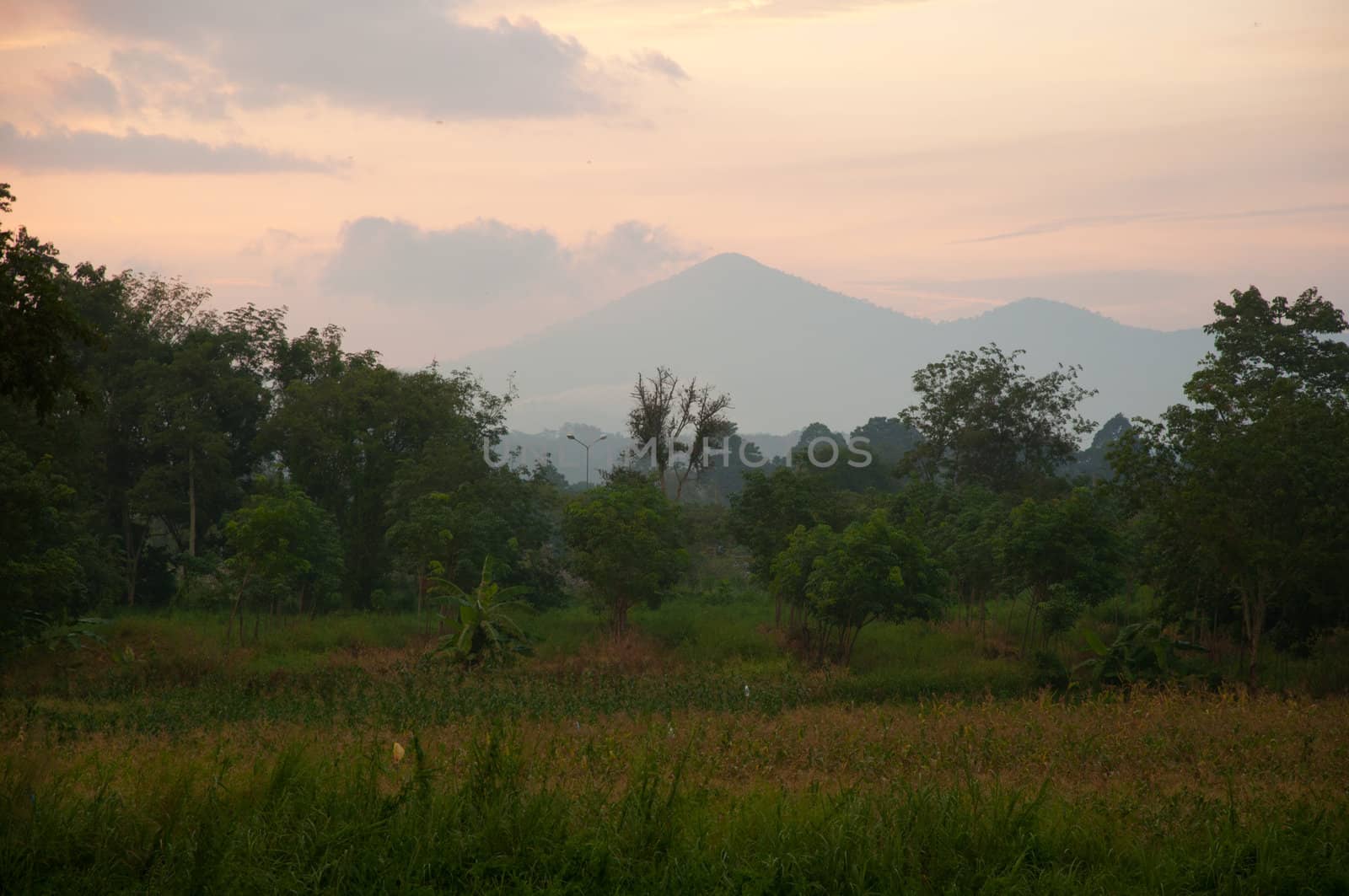 forest and mountain by ngarare