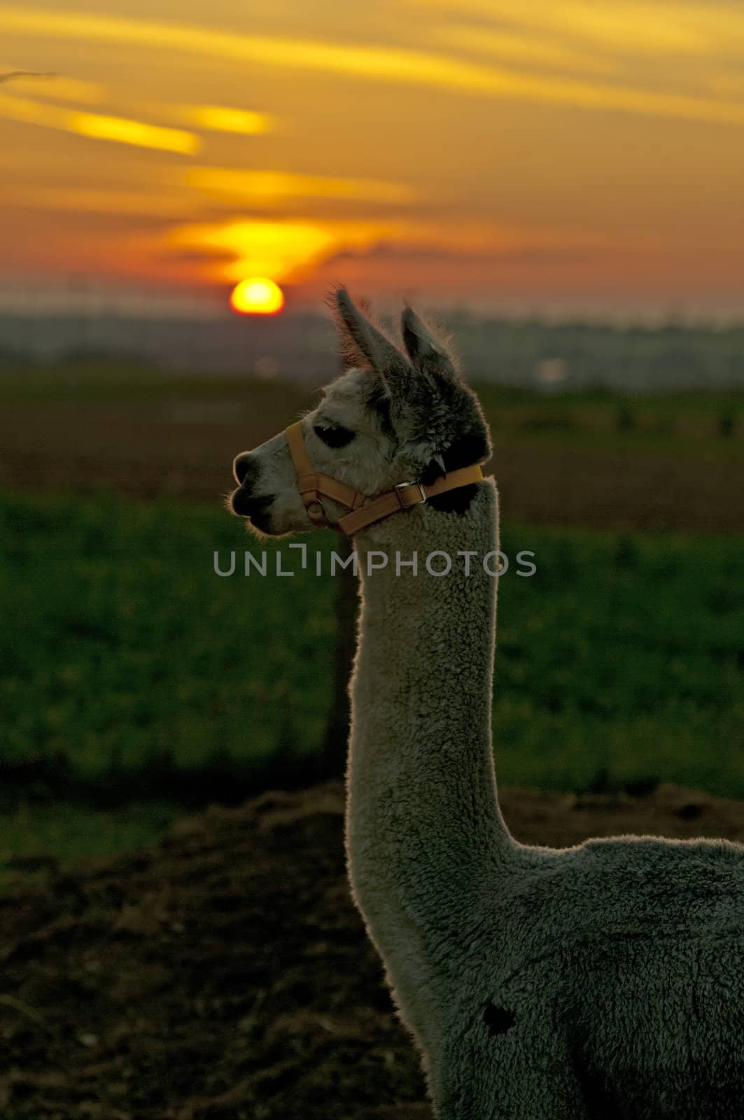 Alpaca, Vicugna pacos