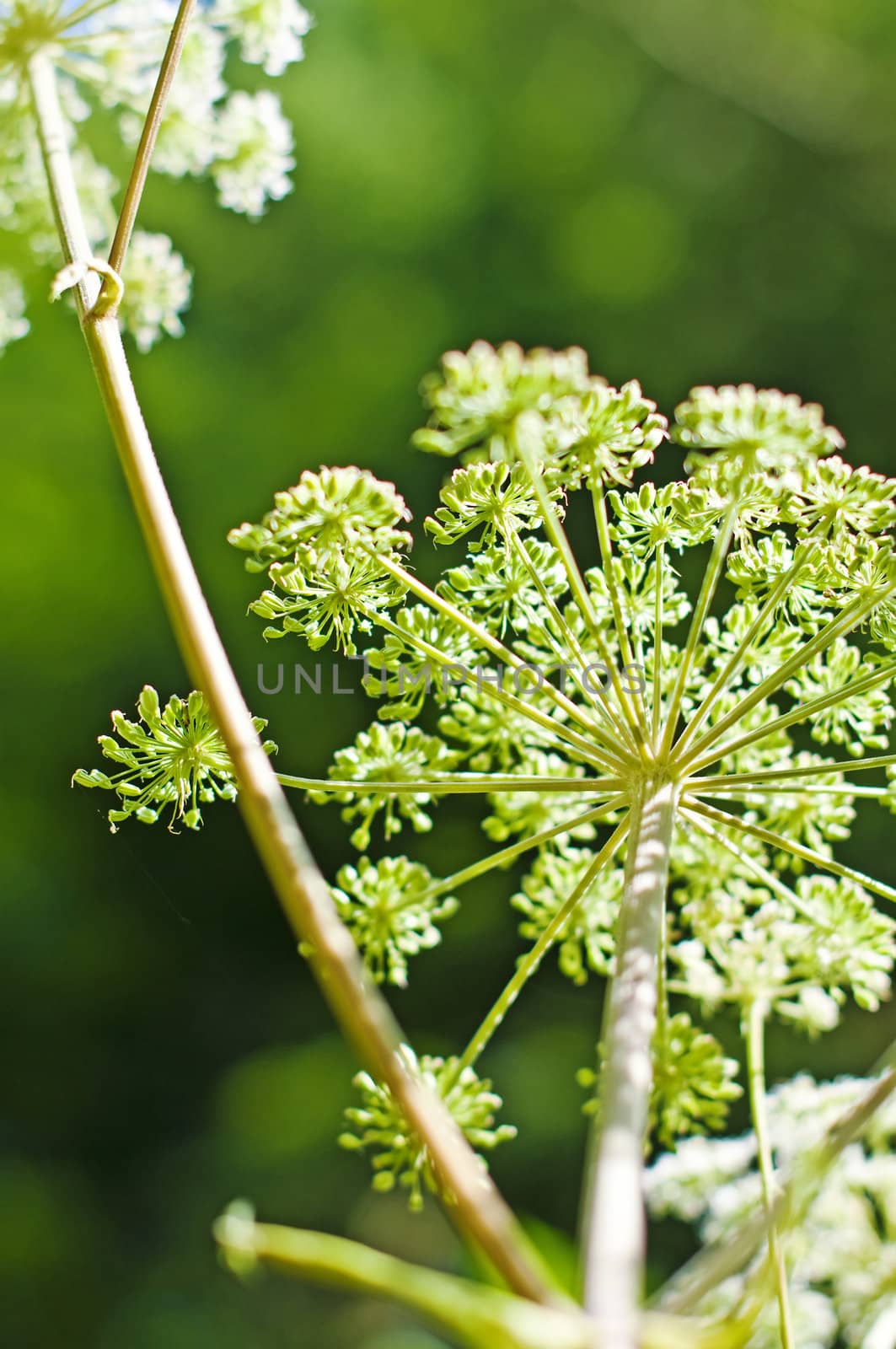 angelica, Angelica sylvestris