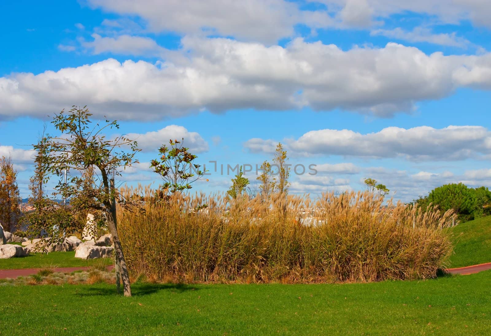 A city park with trees